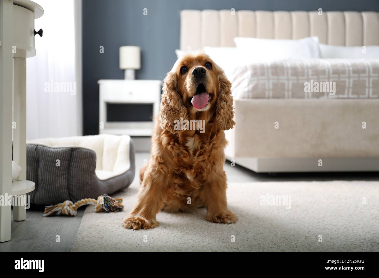 Cute inglese Cocker Spaniel al coperto. Hotel in cui sono ammessi gli animali domestici Foto Stock