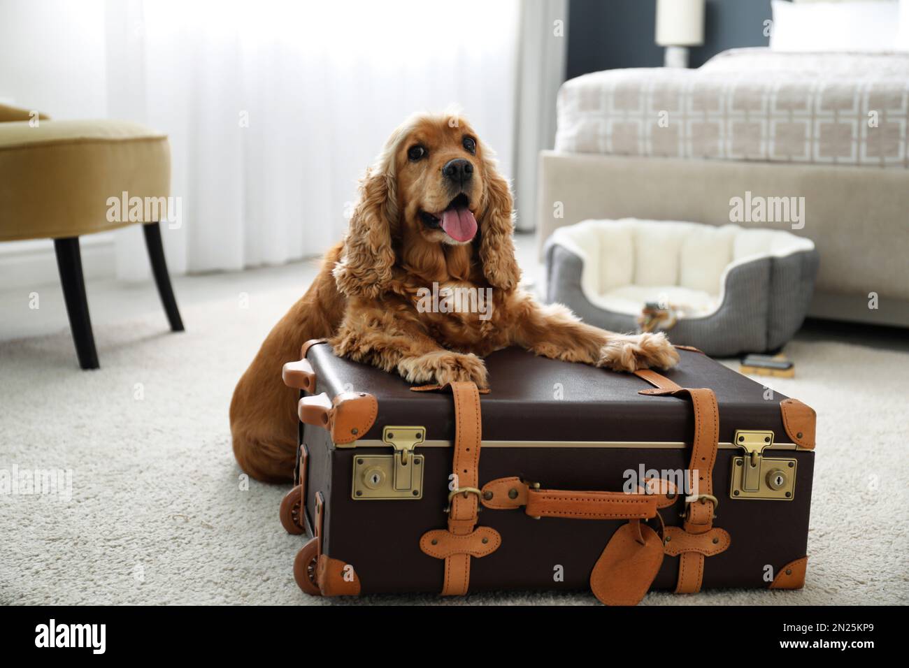 Cute inglese Cocker Spaniel e valigia al coperto. Hotel in cui sono ammessi gli animali domestici Foto Stock