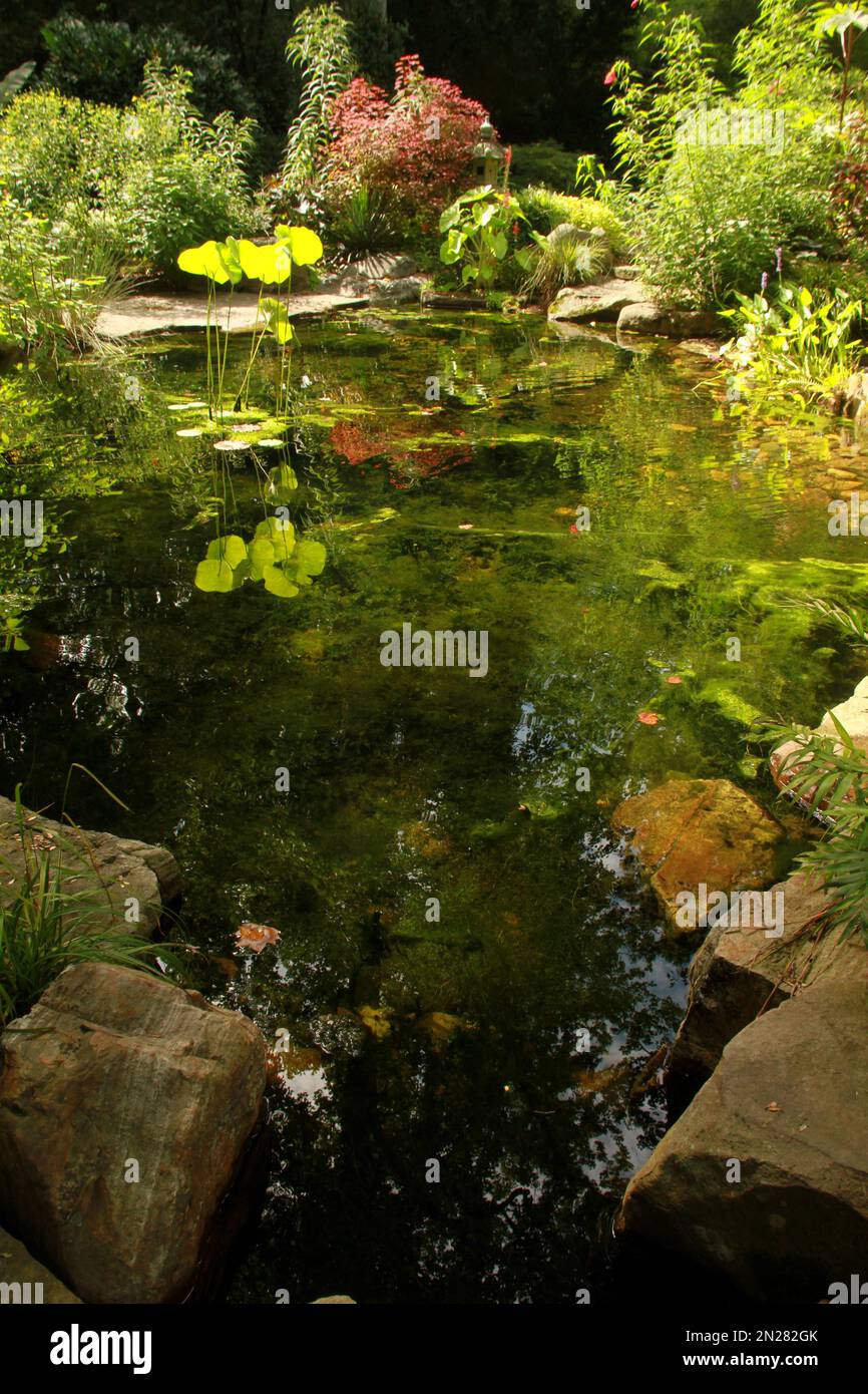 Stagno presso l'UNC Charlotte Botanical Gardens, North Carolina, USA Foto Stock