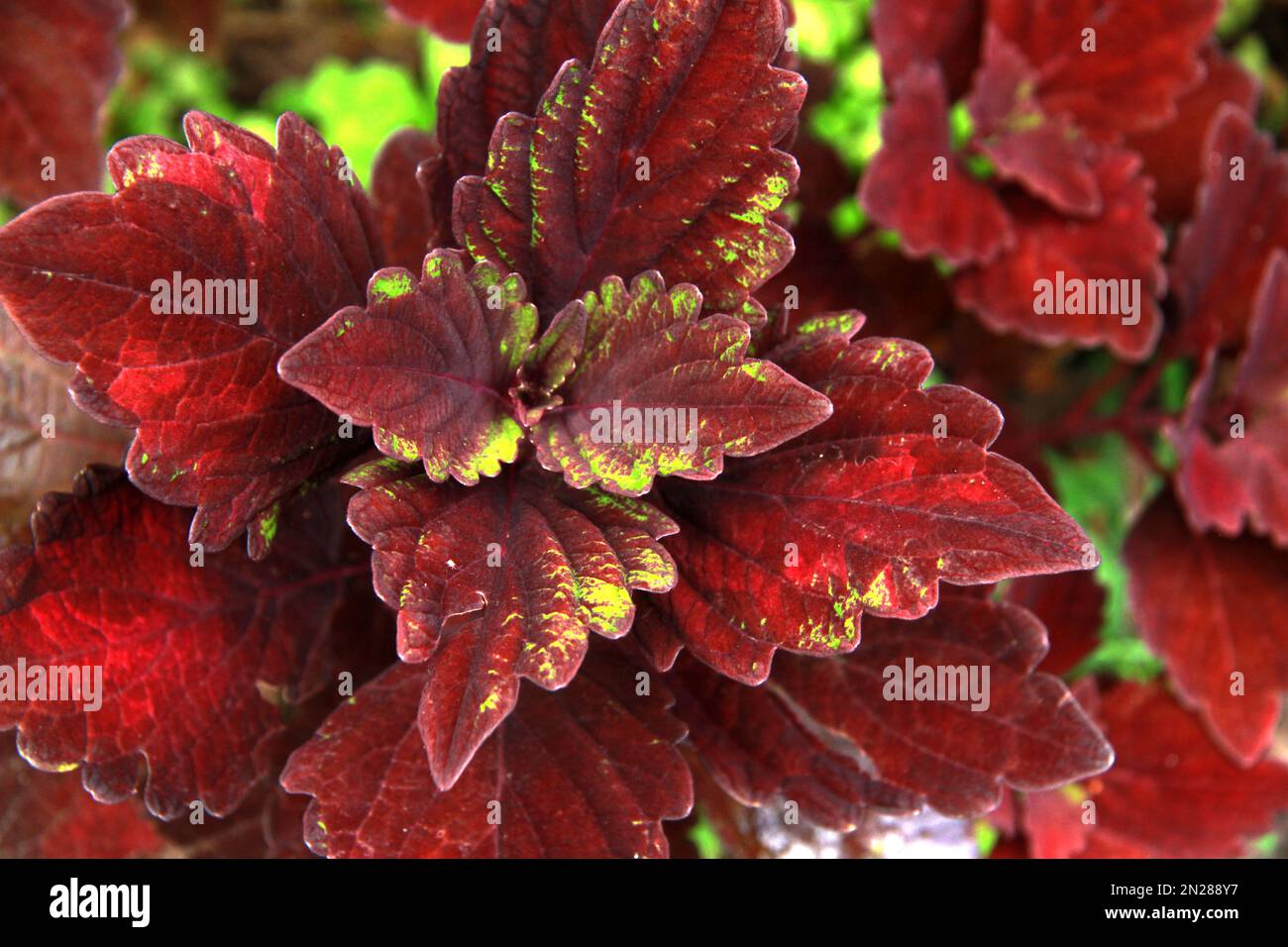 Close-up di red Coleus Blumei lascia Foto Stock