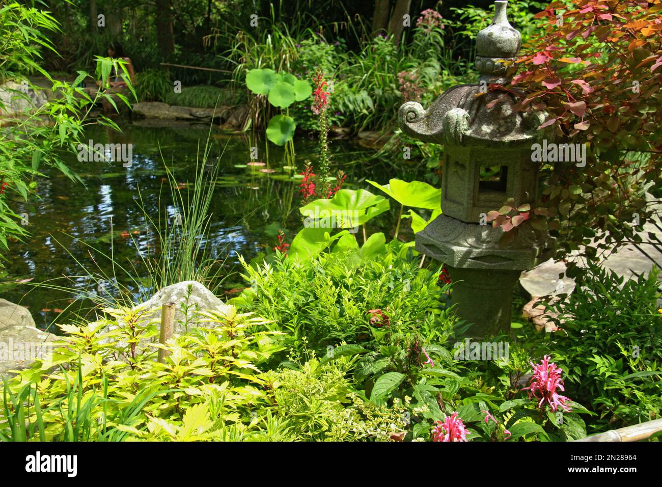 Stagno presso l'UNC Charlotte Botanical Gardens, North Carolina, USA Foto Stock