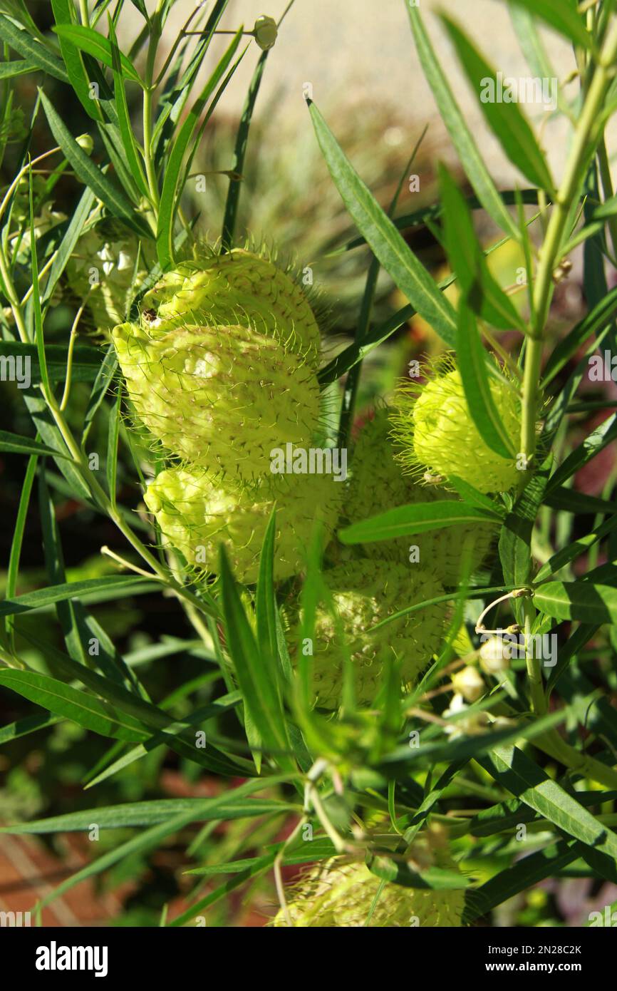 Primo piano di una pianta di fisocarpus di Gomphocarpus con frutti Foto Stock