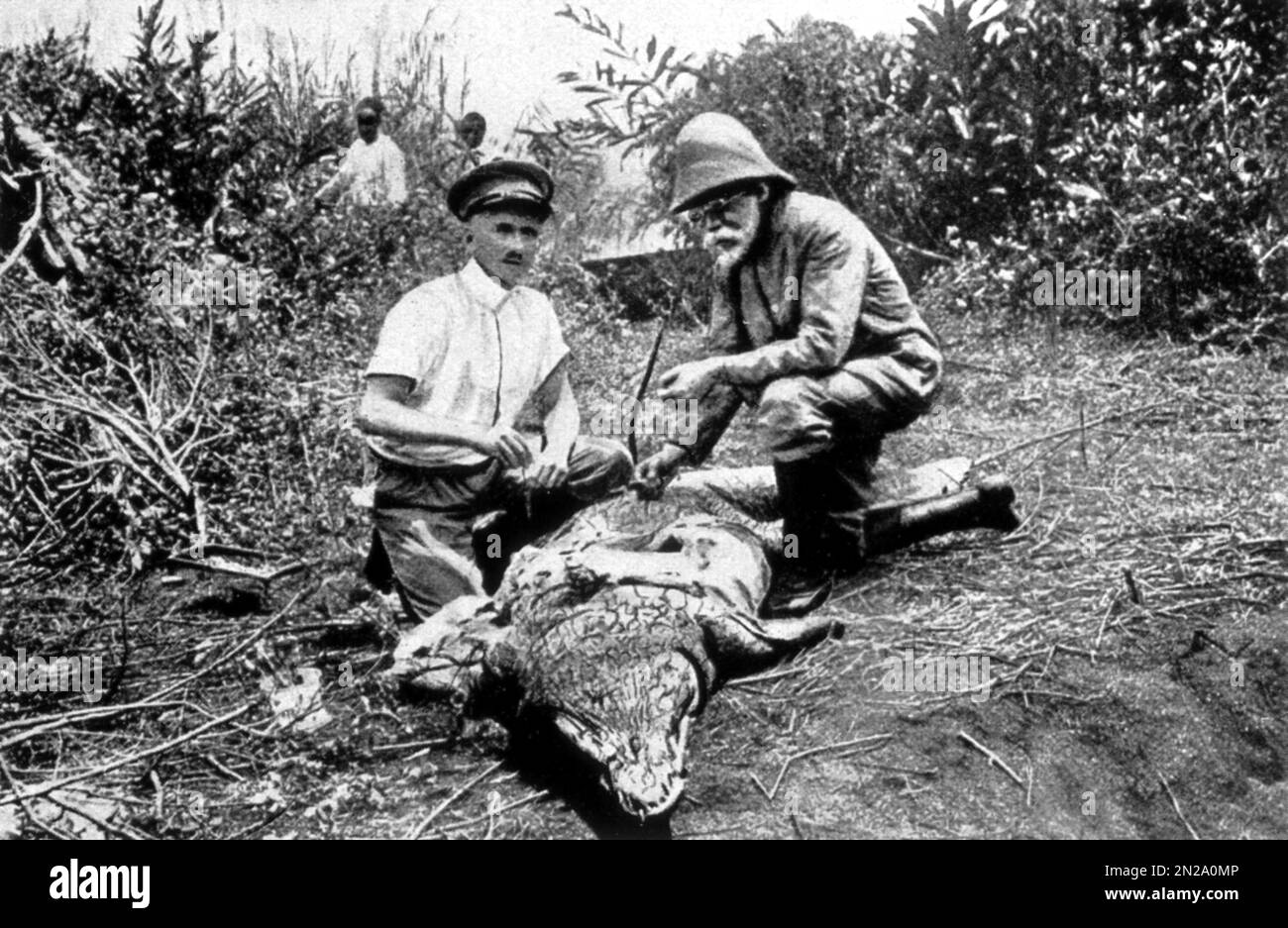 1906 ca , AFRICA ORIENTALE TEDESCA : il dottor TEDESCO ROBERT KOCH ( 1843 - 1910 ), seduto a destra in questa foto, con un altro dottore , indagando su un coccodrillo morto in Africa orientale tedesca ( oggi rinominato Burundi , Rwanda & Tanzania , E il Triangolo di Kionga, una piccola regione successivamente incorporata nel Mozambico ) durante la sua ricerca per trovare una cura per la malattia del sonno . Divenne famoso per la scoperta del bacillus antrace ( 1877 ), del bacillus tuberculosis ( 1882 ) e del cholera vibrio ( 1883 ) e per il suo sviluppo dei postulati di Koch. Gli è stato conferito il Premio NOBEL per la Fisiologia Foto Stock