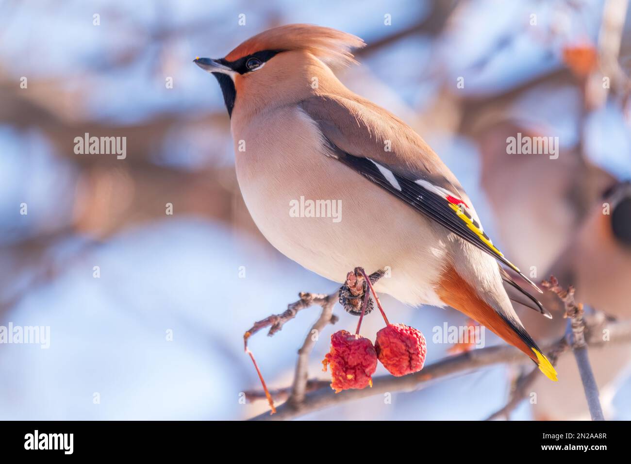 Waxwing bohémien seduto sul cespuglio e nutrendosi sulle mele rosse selvatiche in inverno o all'inizio della primavera. Uccello selvatico. Nome latino Bombycilla garrulus Foto Stock