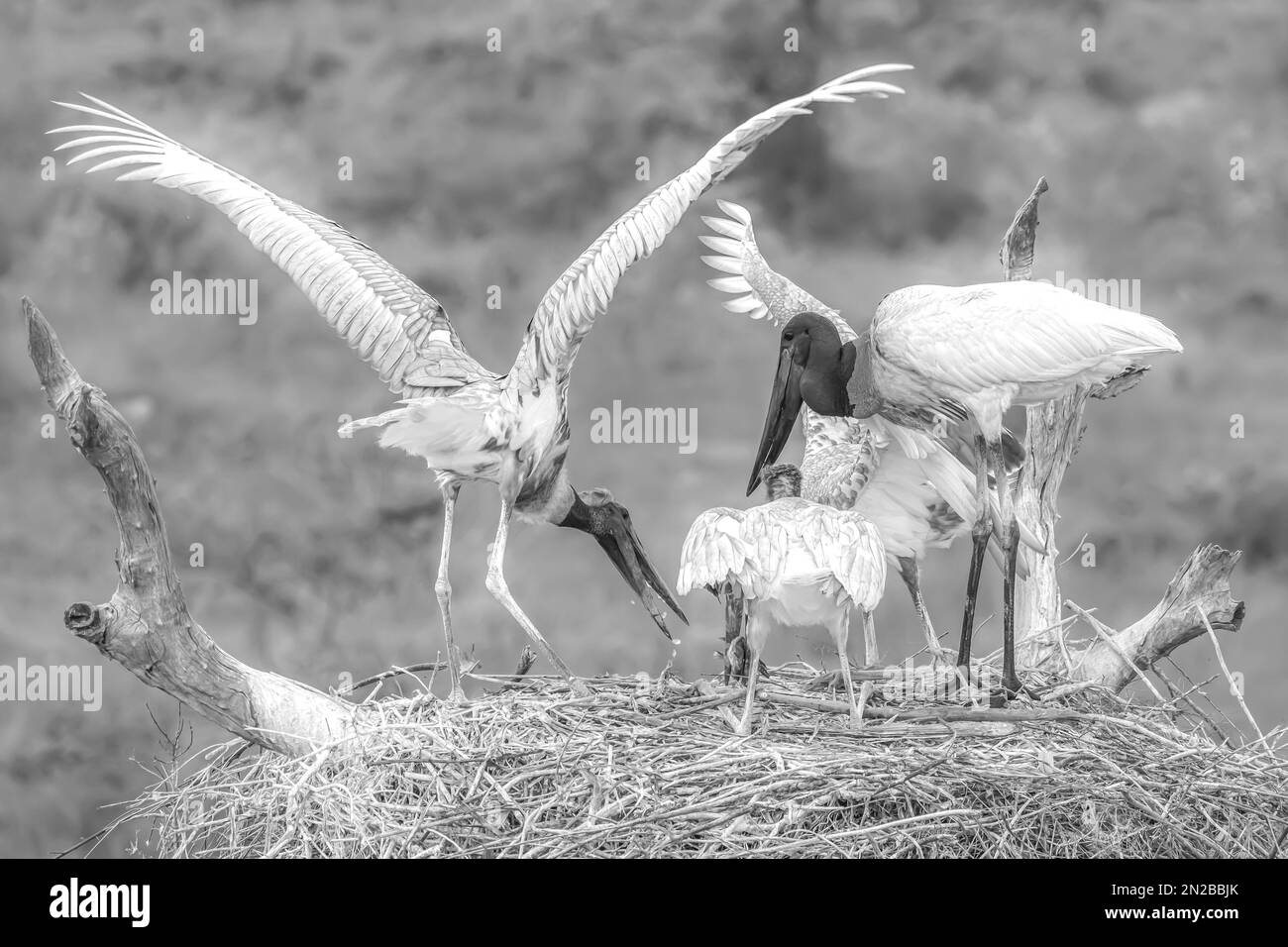 Jabiru cicogne contestando un pasto di pesce gatto sulla loro nido-immagine in bianco e nero Foto Stock