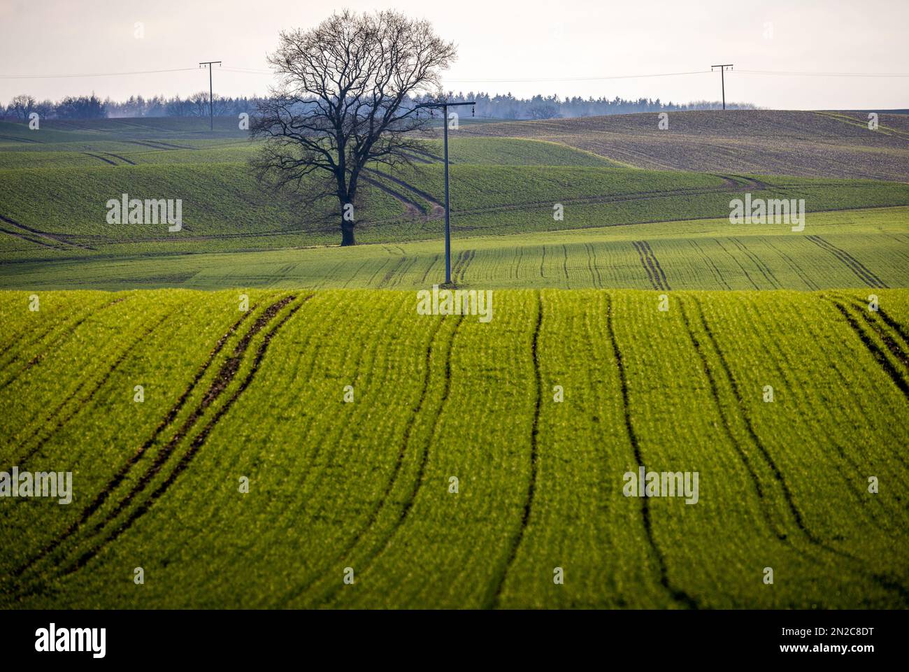 PRODUZIONE - 06 febbraio 2023, Meclemburgo-Pomerania occidentale, Mühlen-Eichsen: La costruzione di quattro turbine eoliche a parete è stata prevista per anni nei terreni agricoli vicino a Mühlen-Eichsen. A causa di possibili disturbi alle relazioni visive dei monumenti elencati, i conservatori hanno respinto i piani per le turbine eoliche lì. A causa dell'approvazione in sospeso, le società di pianificazione interessate hanno ora presentato le cosiddette azioni per mancata azione dinanzi al Tribunale amministrativo superiore di Greifswald. Le prime cause saranno sentite su 07.02.2023. Foto: Jens Büttner/dpa Foto Stock