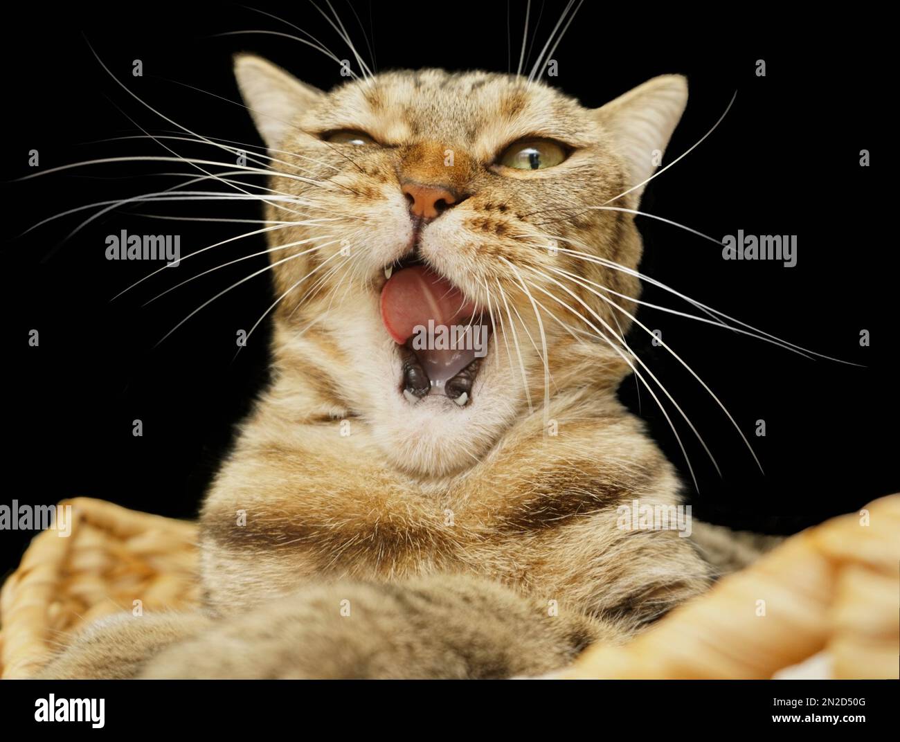 Primo piano di un gatto che sbadigliava ioslated su sfondo nero Foto Stock