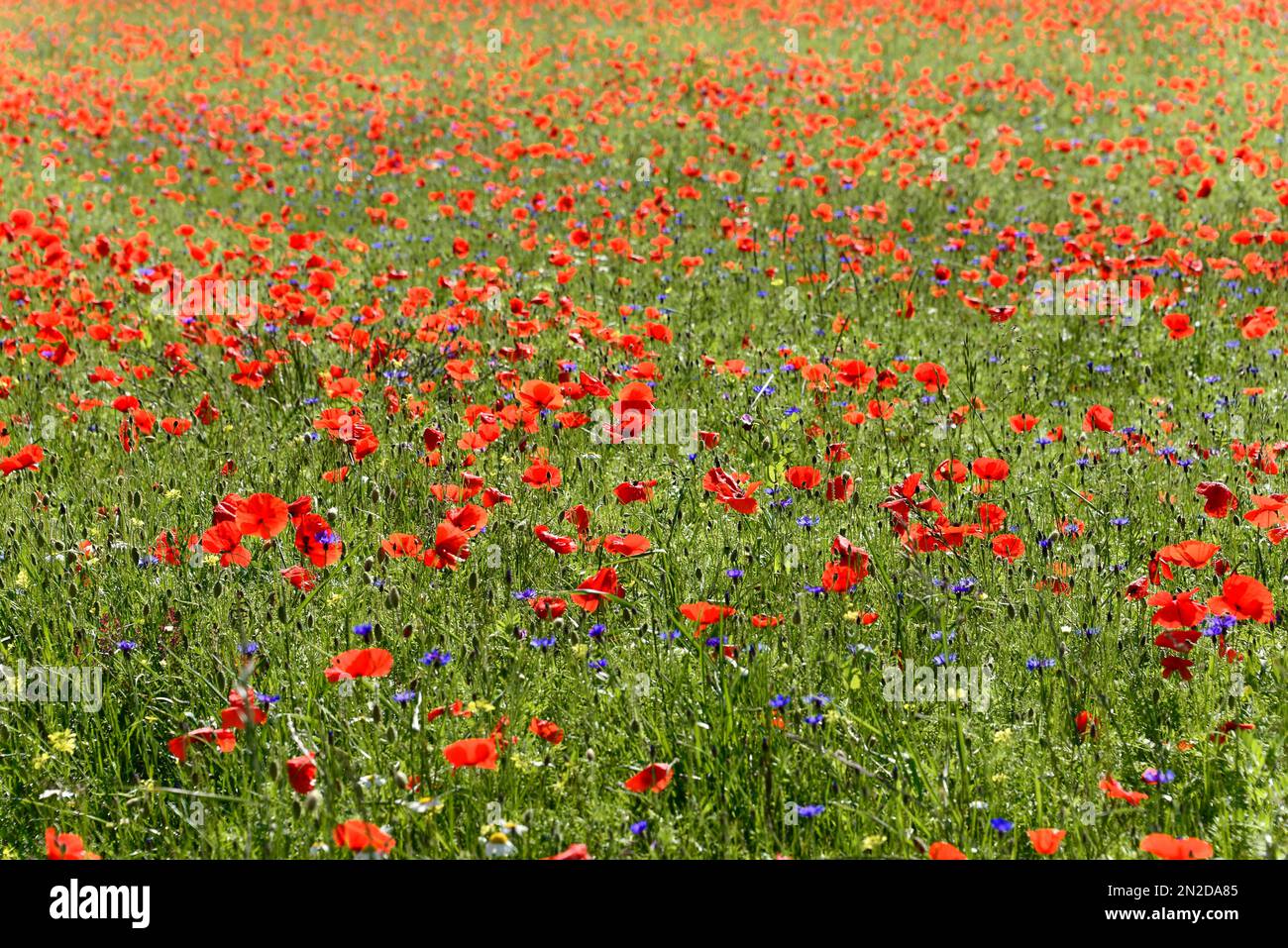 Fiore prato, fioritura, inizio estate, a piano Grande, Italia Foto Stock