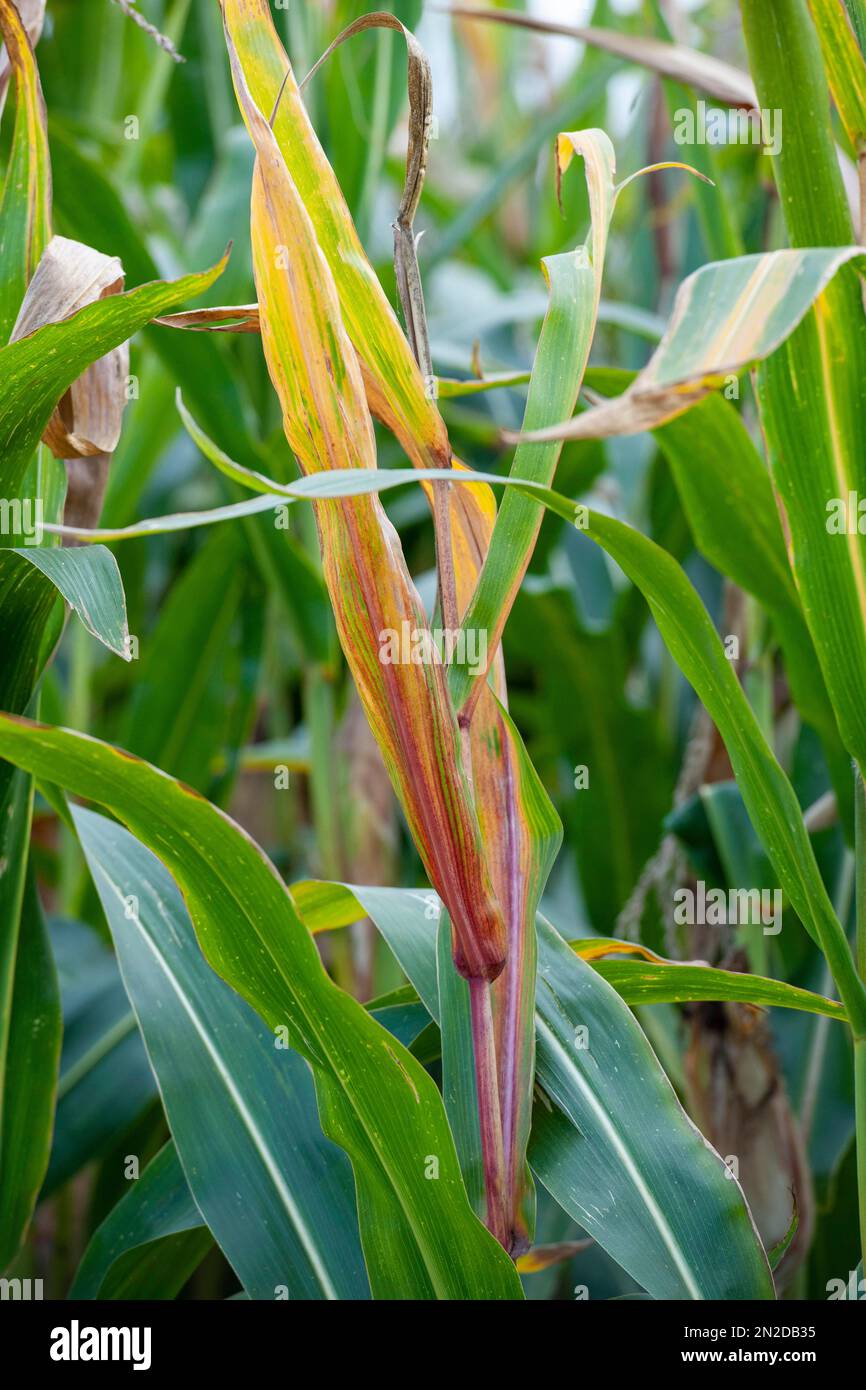 Pianta di mais, particolare, Baden-Wuerttemberg, Germania Foto Stock