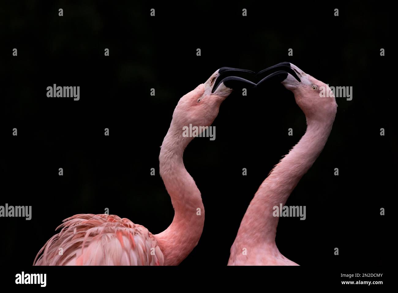 Flamingo, fenicotteri con sfondo nero, combattimenti allo Zoo di Francoforte, Assia, Germania Foto Stock