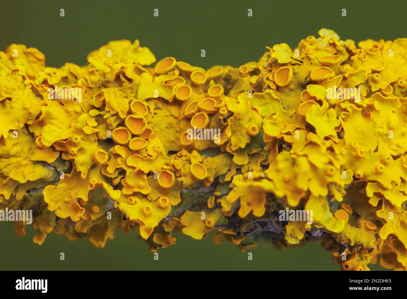 Giallo marinare Sunburst lichen - Xantoria parietina - sfondo Foto Stock