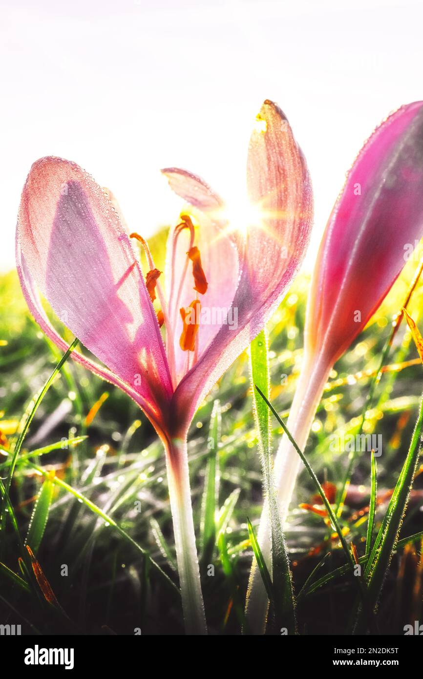 Zafferano prato (Colchicum autumnale), rugiada mattutina all'alba, Assia, Germania Foto Stock