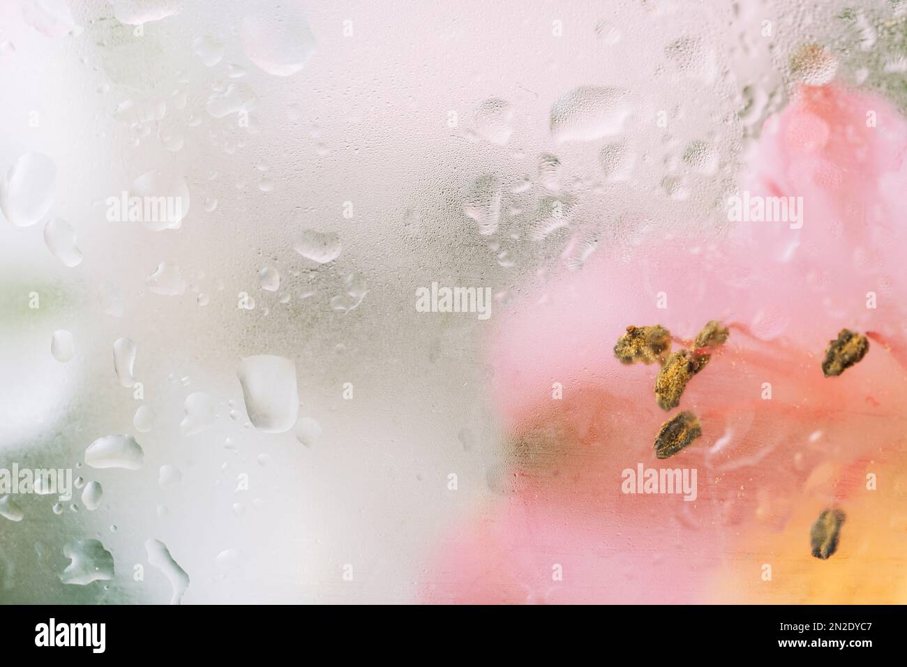 Sfondo di alstroemeria rosa fiorente davanti al vetro con gocce d'acqua Foto Stock