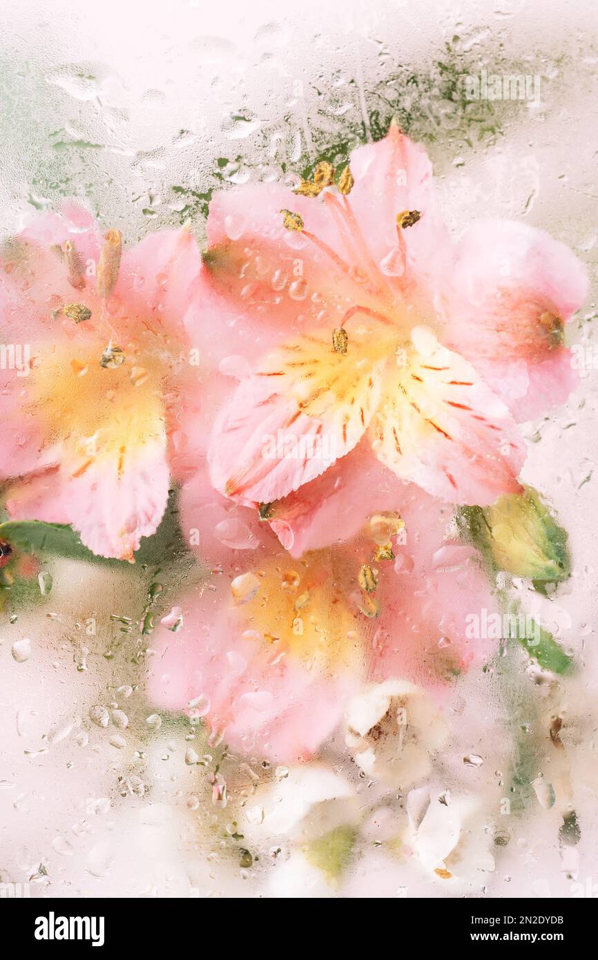 Sfondo verticale di fiori fioriti di fronte al vetro con gocce d'acqua Foto Stock