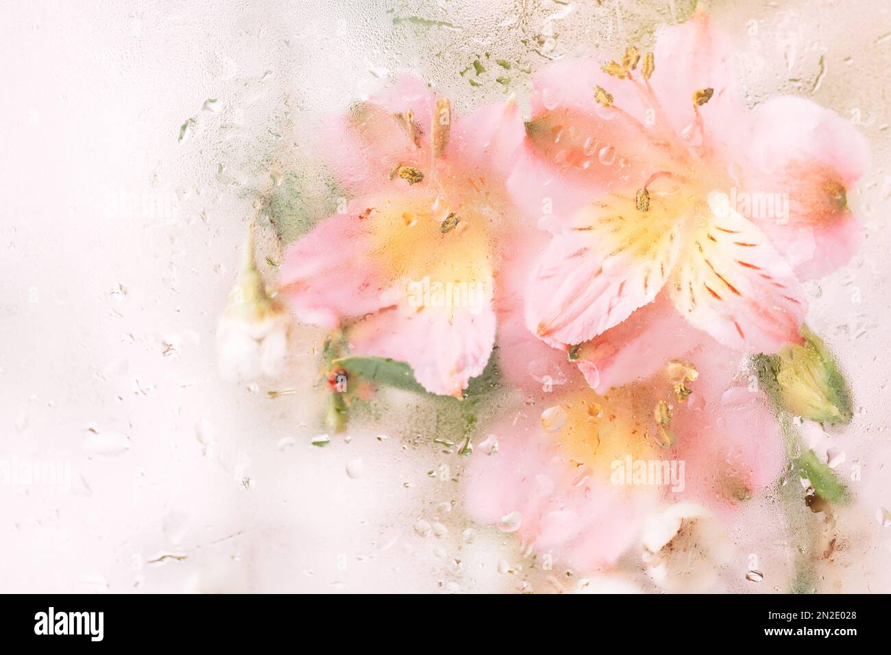 Sfondo di fiori fioriti di fronte al vetro con gocce d'acqua Foto Stock