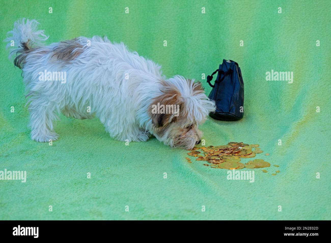 Bolonka Zwetna cucciolo sniffing monete d'oro, Germania Foto Stock