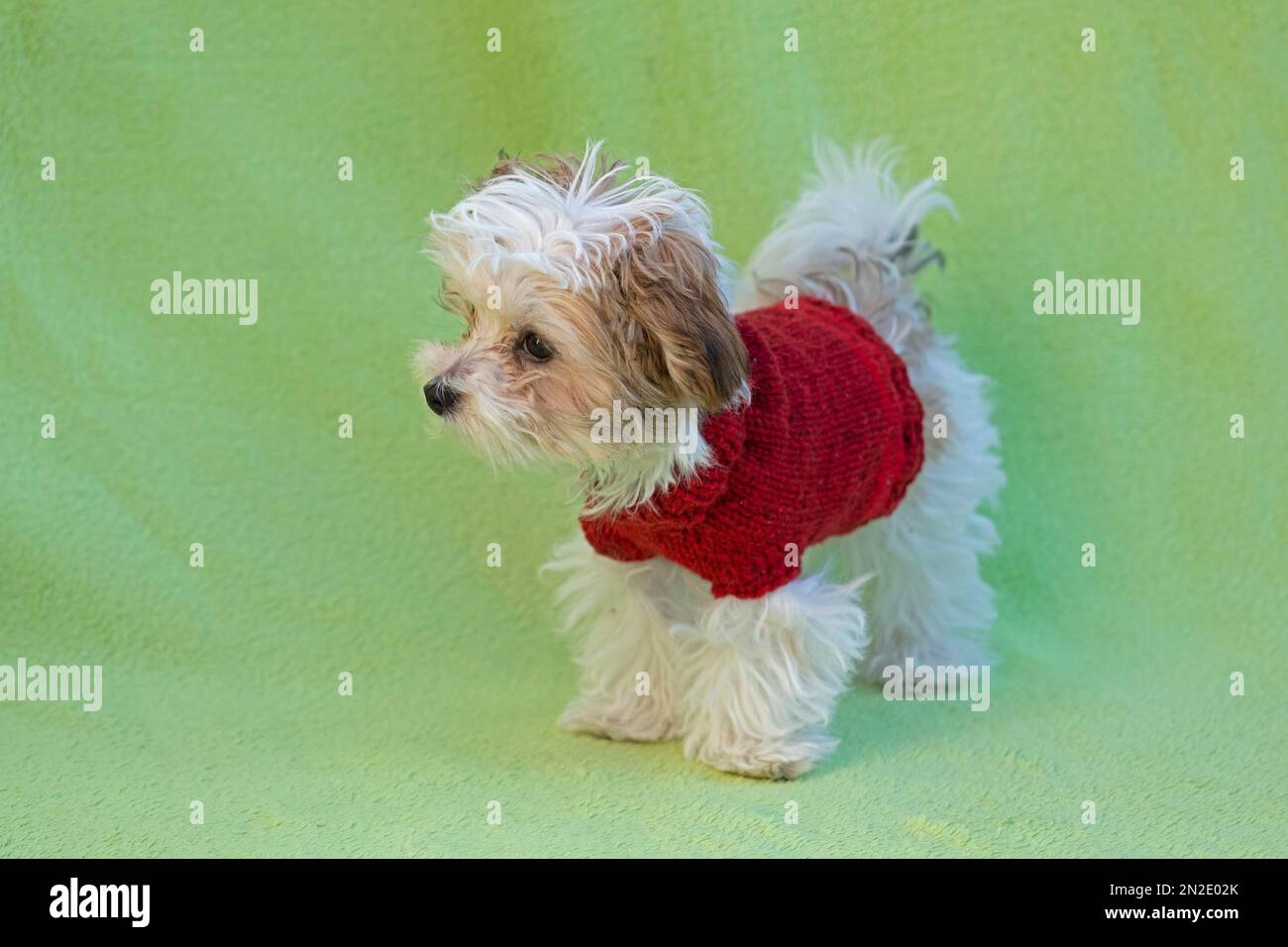Bolonka Zwetna cucciolo vestito da cane, Germania Foto Stock