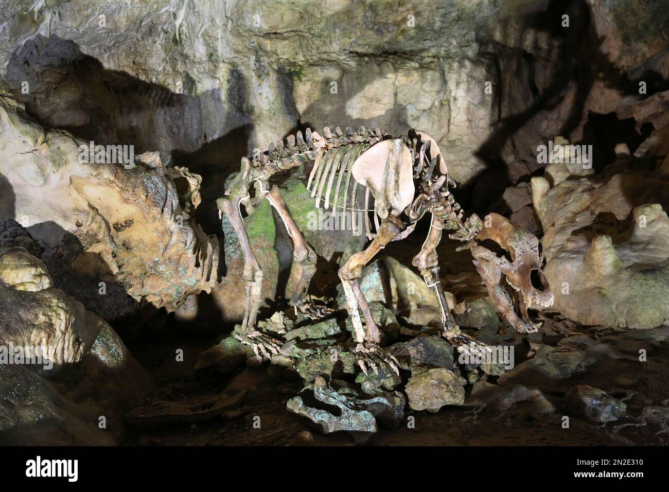 Scheletro di orso, Baerenhoehle, Karlshoehle, Erpfinger Hoehle, stalattite grotta, Calcare Giurassico bianco, Sonnenbuehl-Erpfingen Foto Stock