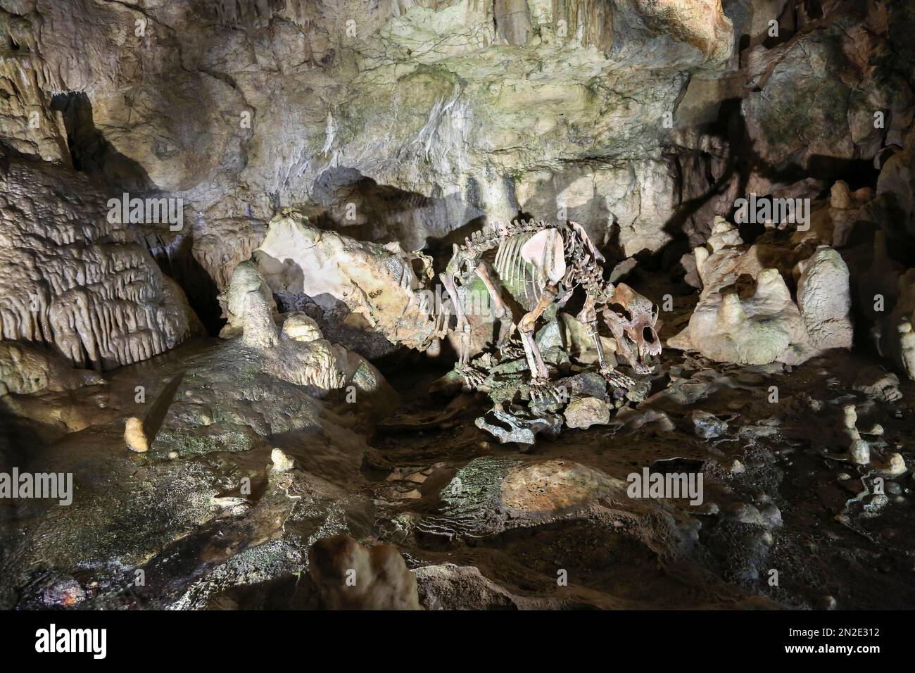 Scheletro di orso, Baerenhoehle, Karlshoehle, Erpfinger Hoehle, stalattite grotta, Calcare Giurassico bianco, Sonnenbuehl-Erpfingen Foto Stock