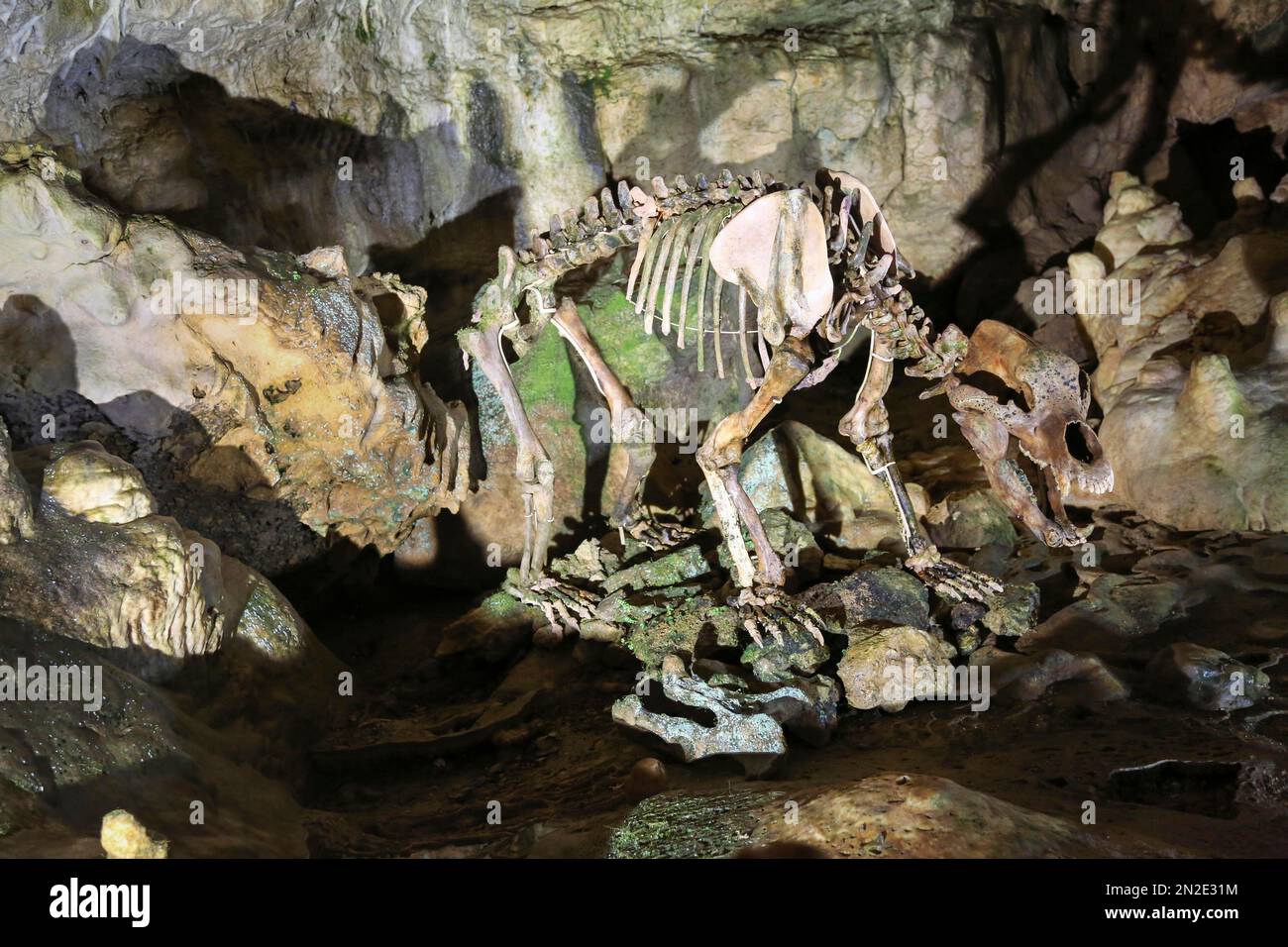 Scheletro di orso, Baerenhoehle, Karlshoehle, Erpfinger Hoehle, stalattite grotta, Calcare Giurassico bianco, Sonnenbuehl-Erpfingen Foto Stock