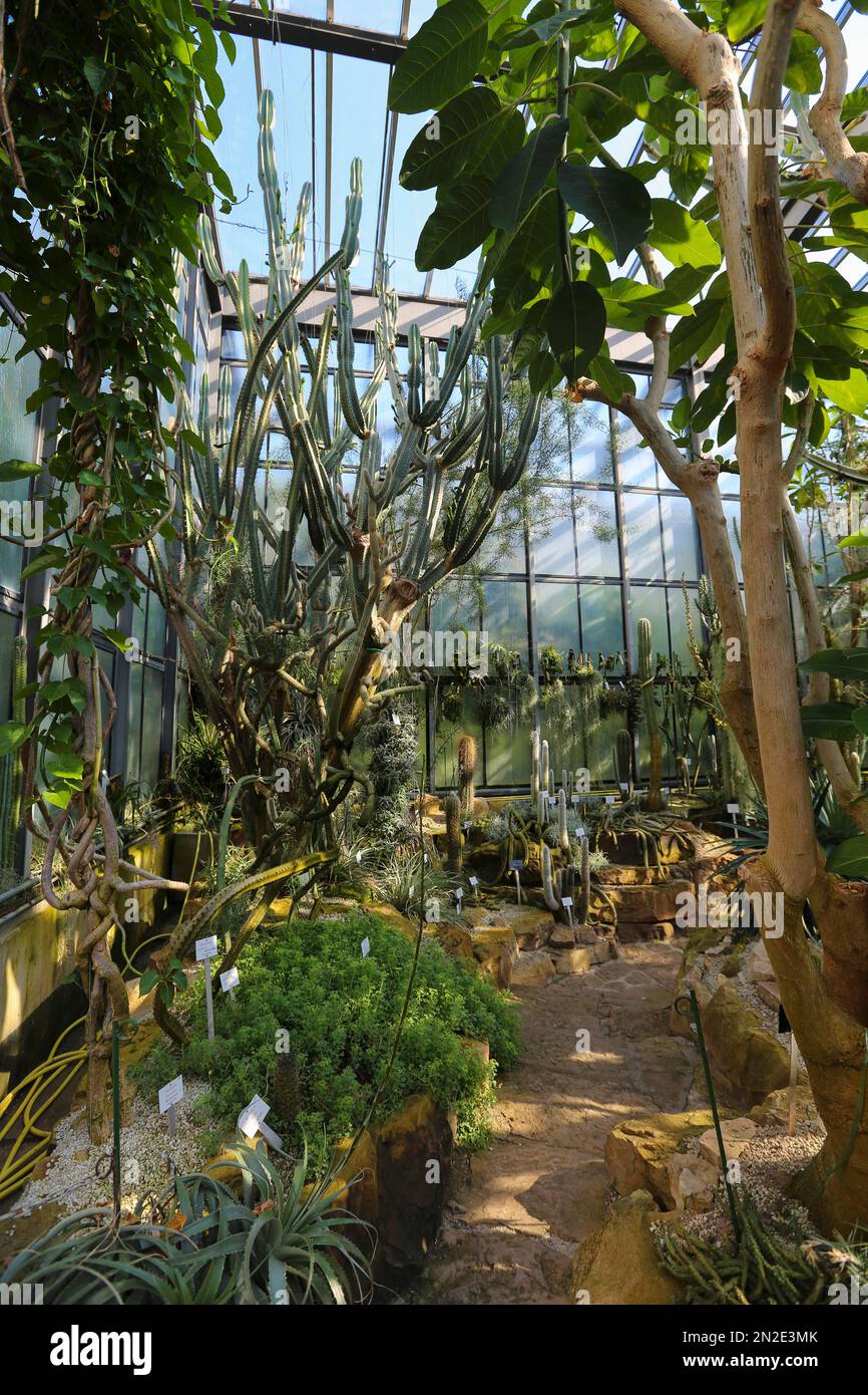 Nuovo Giardino Botanico dell'Università di Tuebingen di Eberhard Karls, serra, Cactus, cactus (Cactaceae), Tuebingen, Baden-Wuerttemberg, Germania Foto Stock