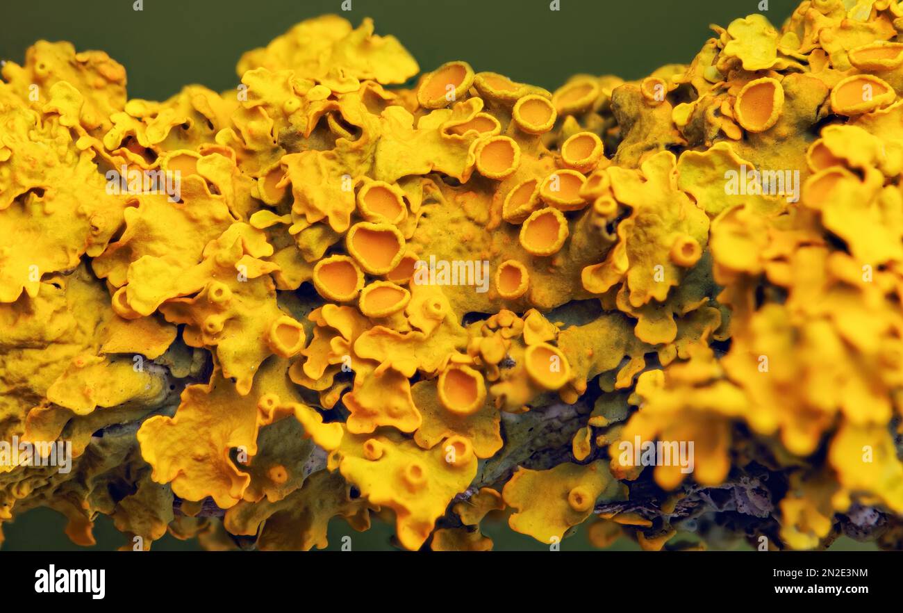 Giallo marinare Sunburst lichen - Xantoria parietina - sfondo Foto Stock