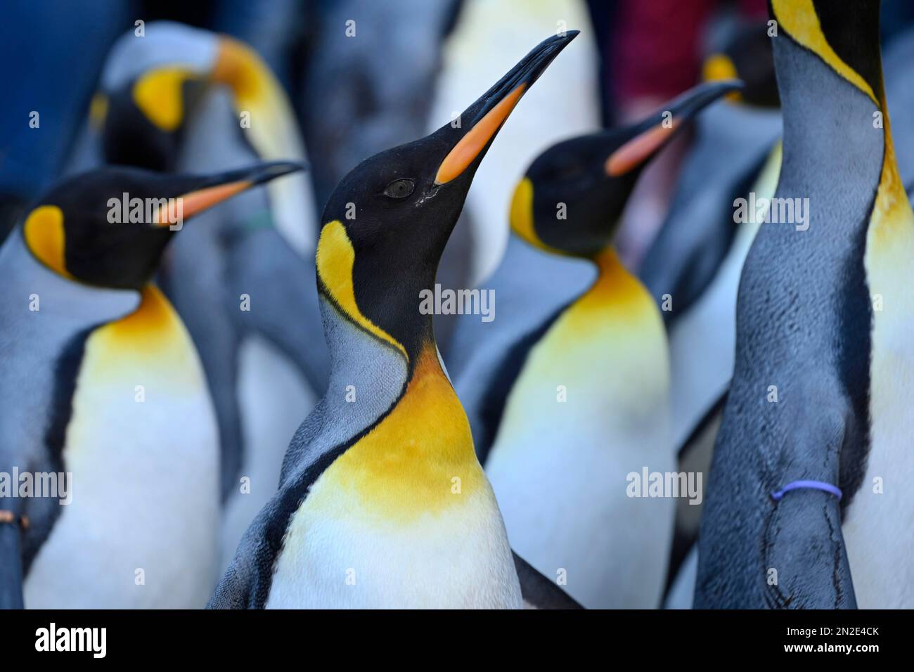 Pinguini reali (Aptenodytes patagonicus) prigionieri, Zoo di Basilea, Svizzera Foto Stock