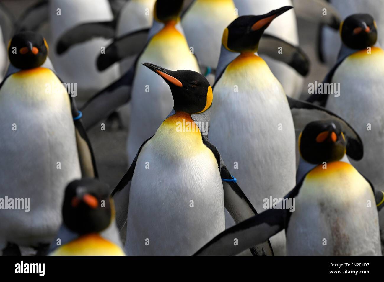 Pinguini reali (Aptenodytes patagonicus) prigionieri, Zoo di Basilea, Svizzera Foto Stock