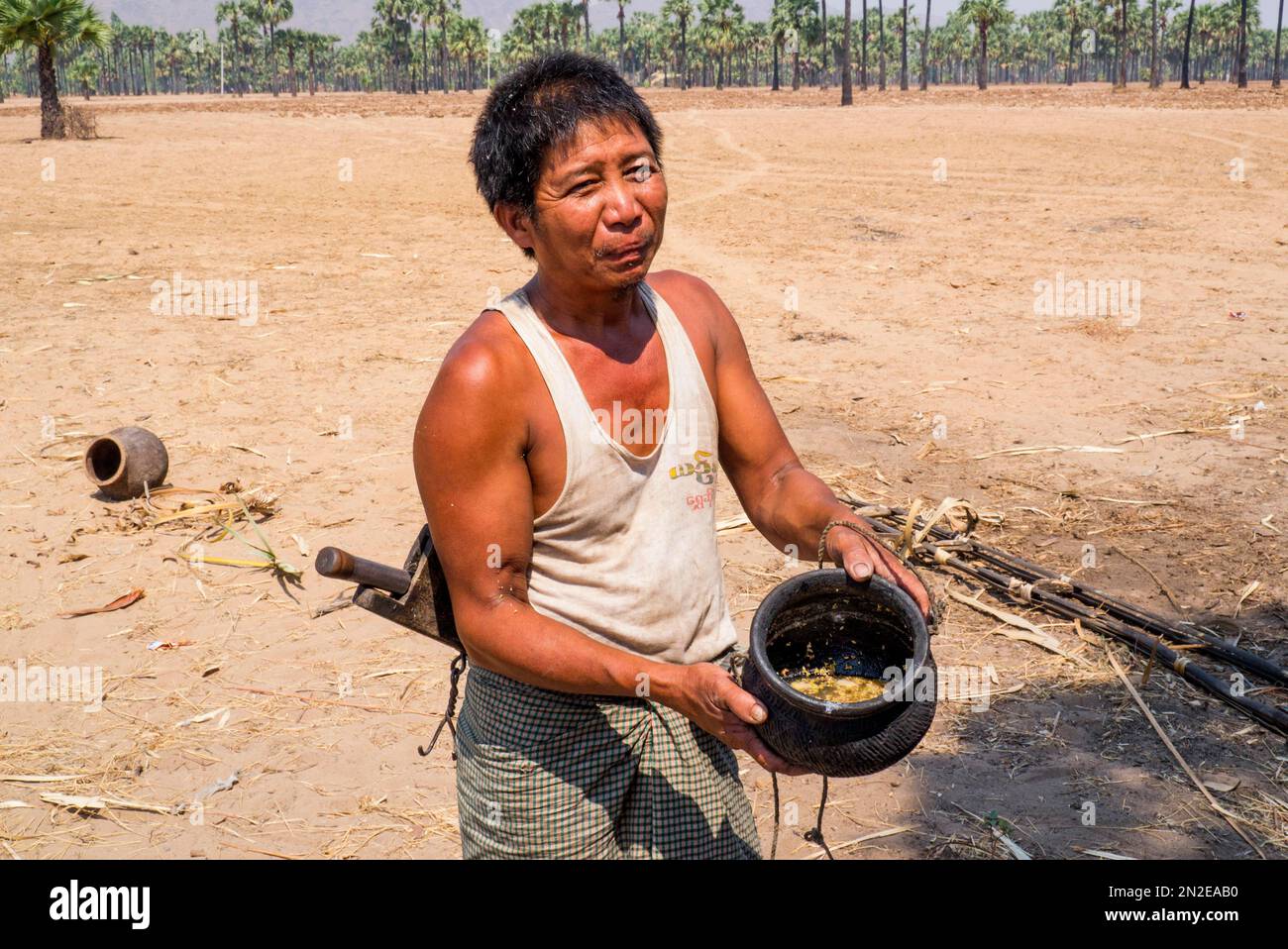 Laborioso raccolto di zucchero di palma sap, piantagione di zucchero di palma, Myanmar, Myanmar Foto Stock