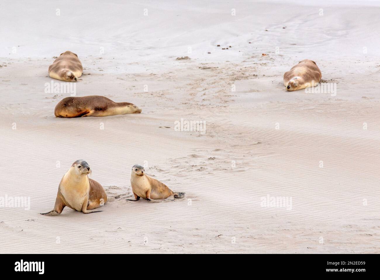 Leoni marini australiani a Seal Bay, Kangaroo Island Foto Stock