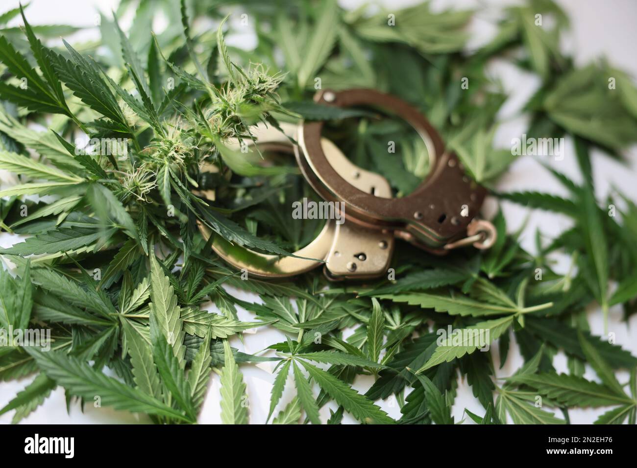 Manette giacenti su foglie verdi di marijuana primo piano Foto Stock