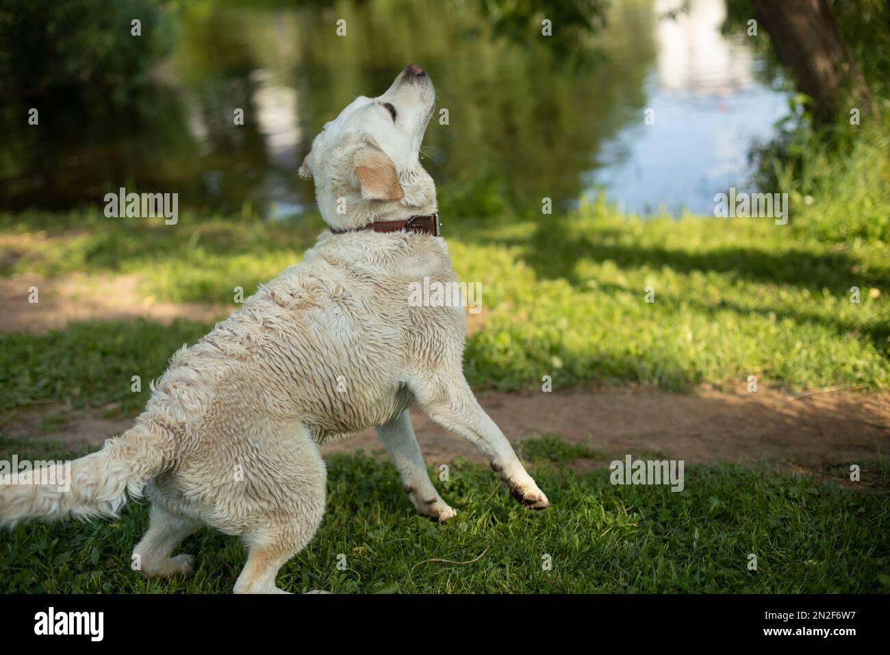 Il cane si prepara a saltare per la palla. Cane in natura in estate. Cane a piedi. Amico fedele. Foto Stock