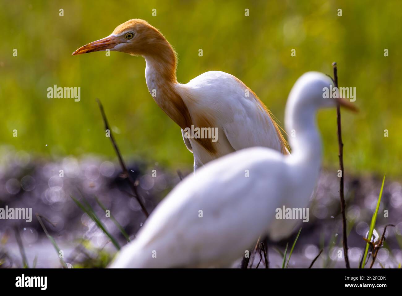 Gli uccelli rapaci (egretta garzetta) sono un uccello della famiglia degli Psittacidi, appartenente alla famiglia degli Psittacidi Foto Stock