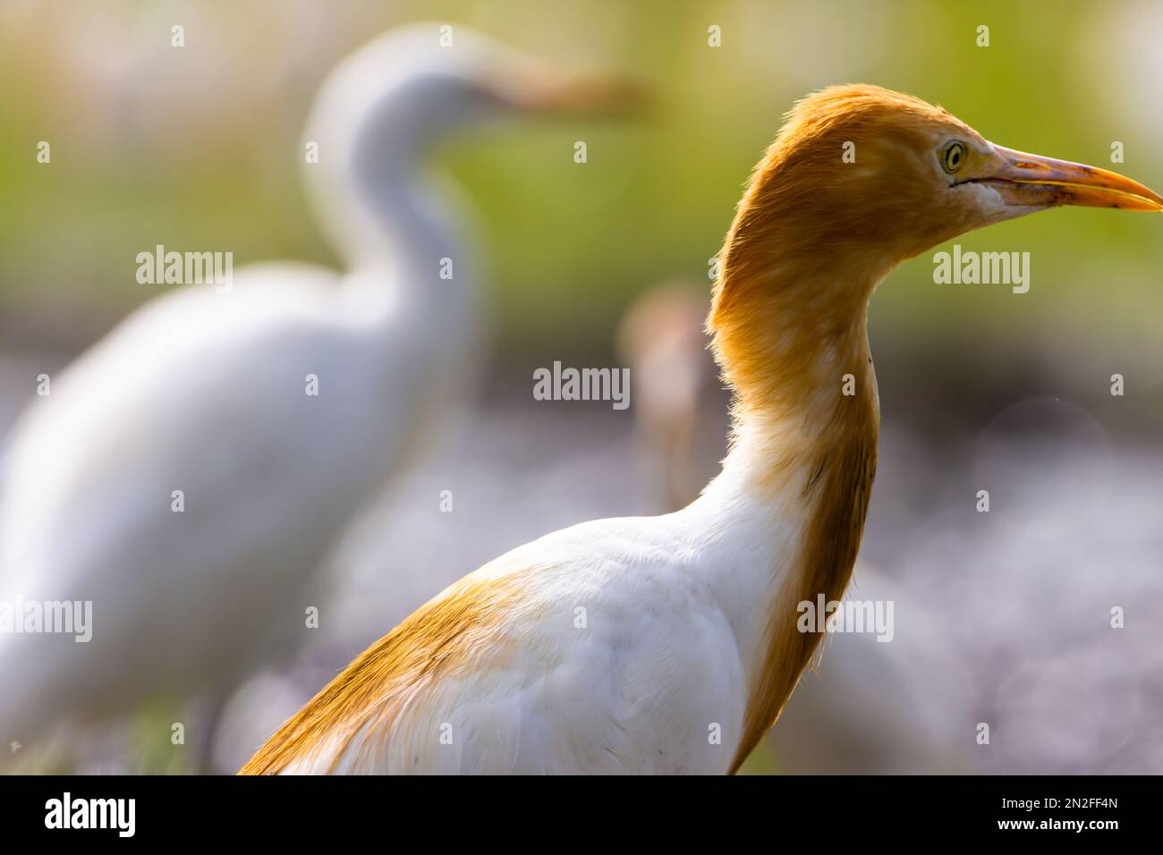 Gli uccelli rapaci (egretta garzetta) sono un uccello della famiglia degli Psittacidi, appartenente alla famiglia degli Psittacidi Foto Stock