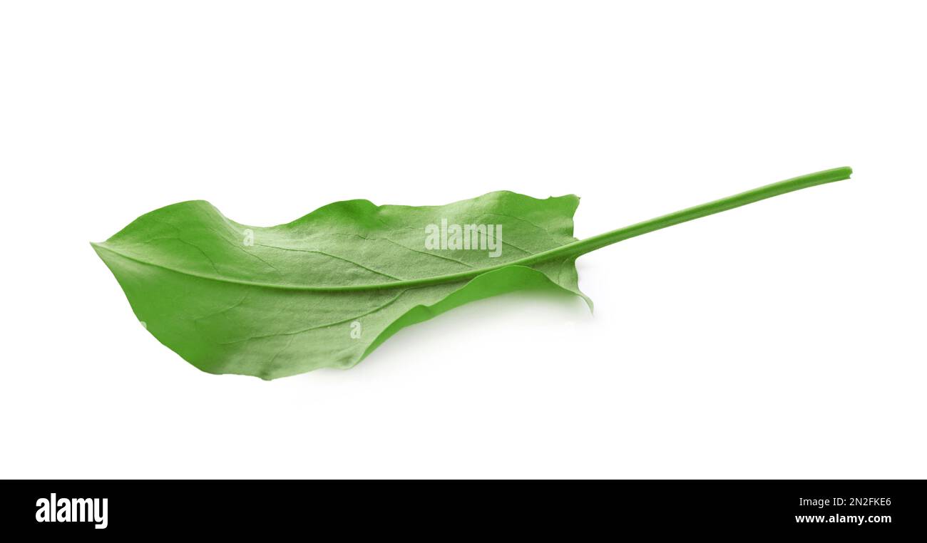 Verde fresco foglia di sorgo isolato su bianco Foto Stock