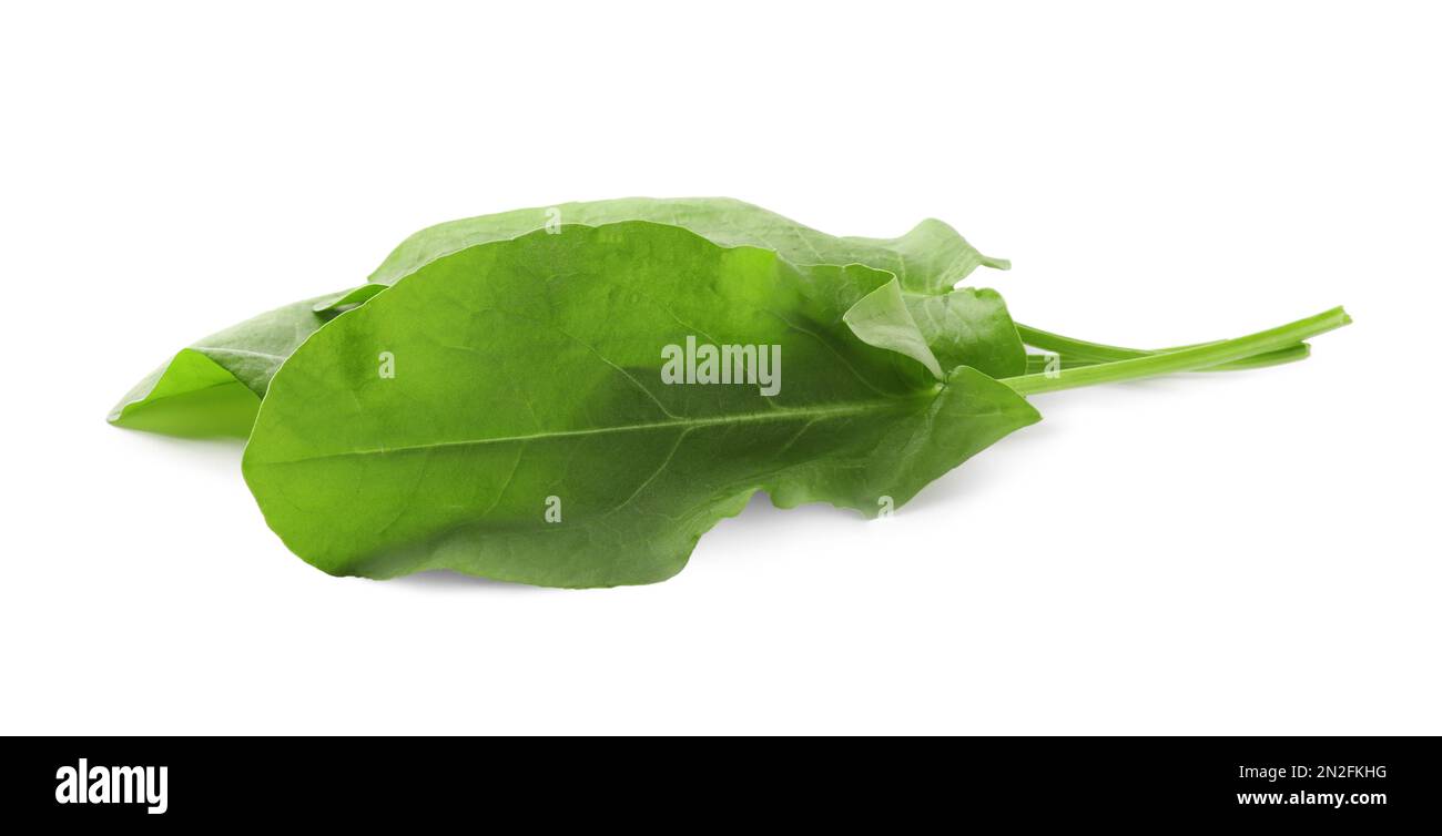 Fresco verde sorrel foglie su sfondo bianco Foto Stock