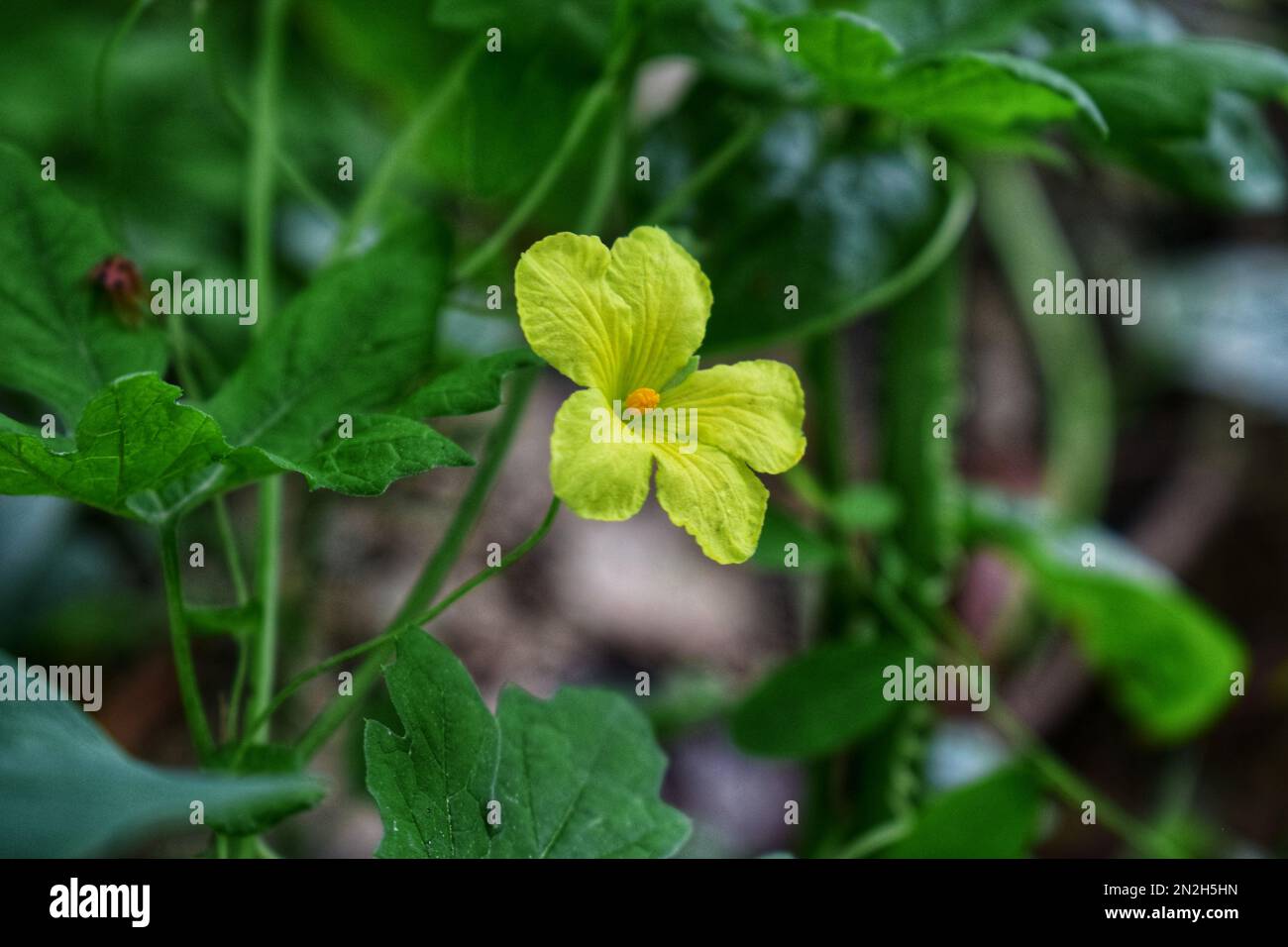 fiore amaro della zucca Foto Stock