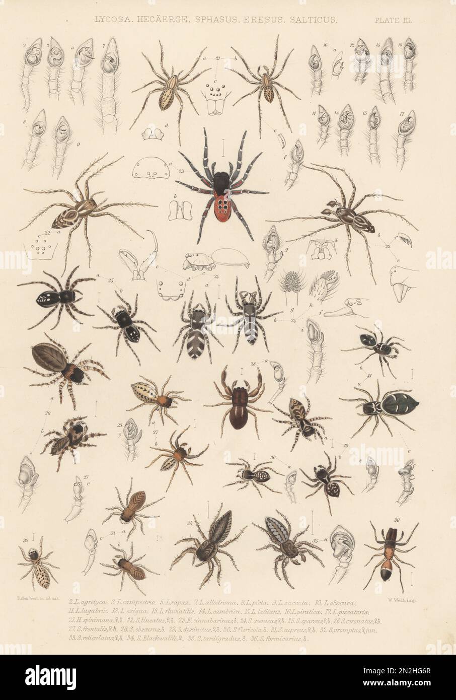 Ragno rannicchiante, Zora spinimana 21, ragno lince, Oxyopes lineatus 22, ragno ladybird, Eresus sandaliatus 23, ragno zebra jumping, Salticus scenicus 24, ragno jumping, Sitticus pubescens 25, Evarca blancardi 26, Euophrys frontalis 27, Ballus chalybeius 28, Pseudeuophrys erratica 29, Sitticus saltator 30, Heliophanus cupreus 31, MARPISSA radiata 32,34, Neon reticulatus 33, MARPISSA muscosa 35, e Myrmarachne formicaria 36. Litografia a mano di W. West dopo Tuffen West da John Blackwall's A History of the Spiders of Great Britain and Ireland, Ray Society, Londra, 1861. Foto Stock