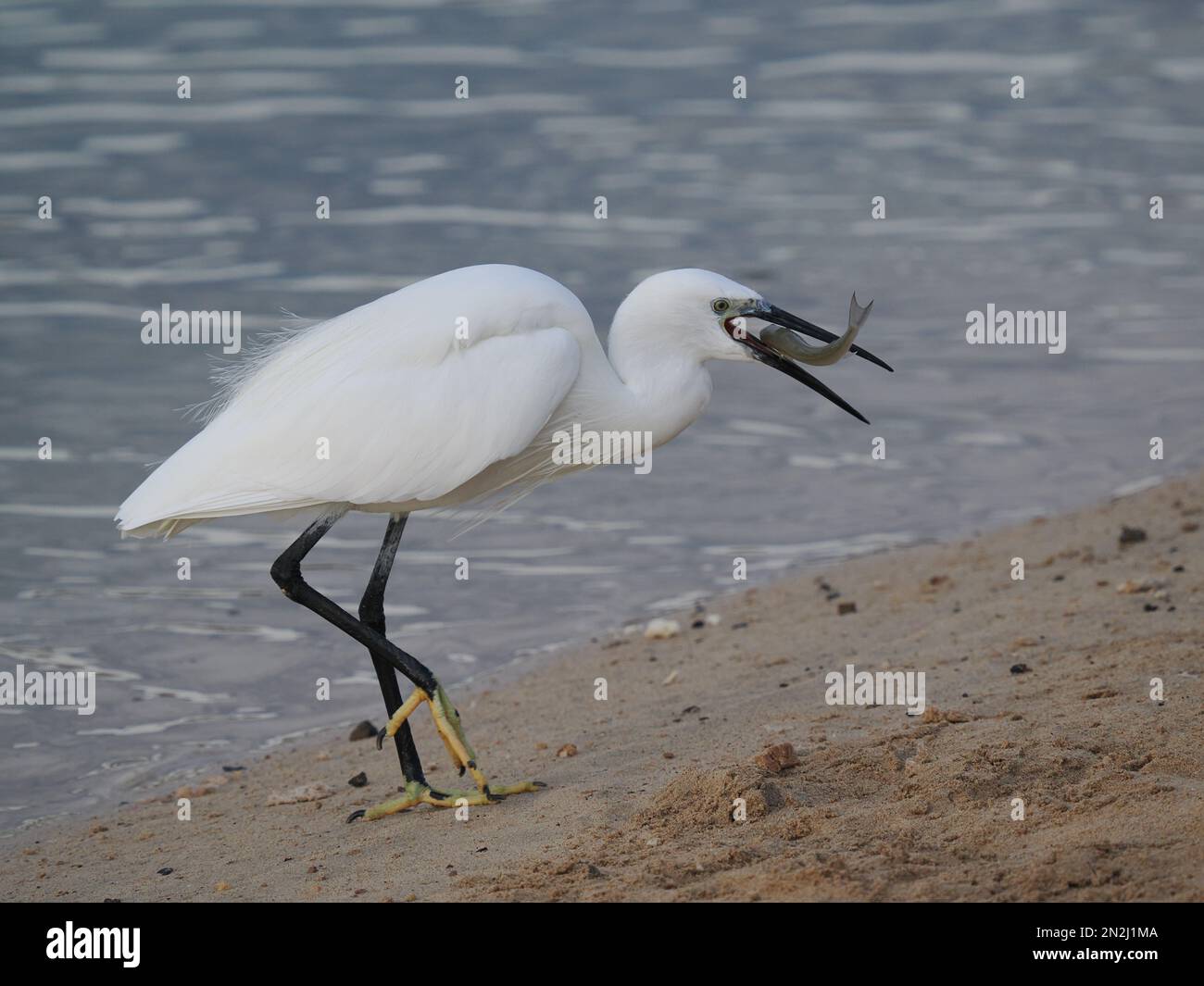 Questa egretta aveva approfittato degli esseri umani che nutrono i pesci in un lido. L'uccello che alimenta nelle shallows molto con successo. Foto Stock