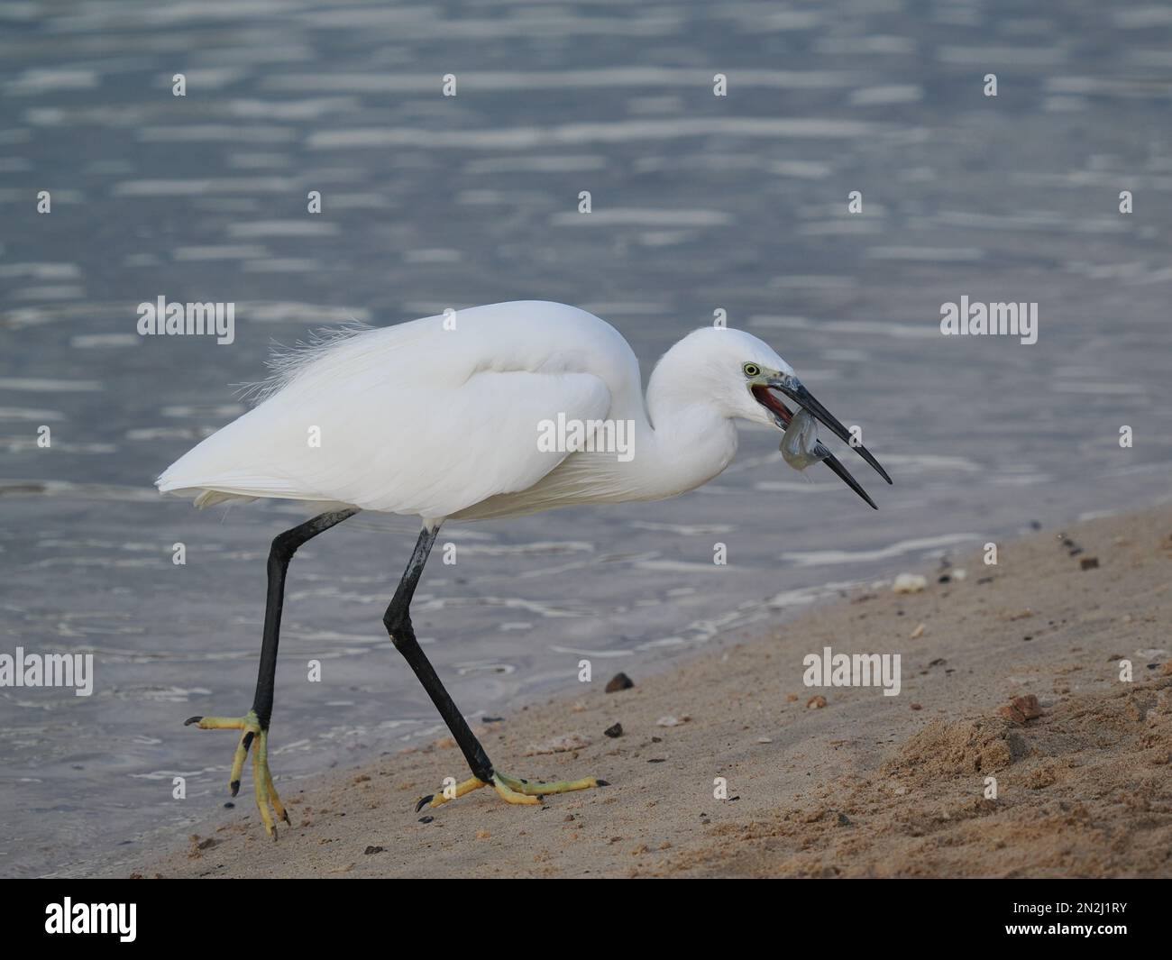 Questa egretta aveva approfittato degli esseri umani che nutrono i pesci in un lido. L'uccello che alimenta nelle shallows molto con successo. Foto Stock