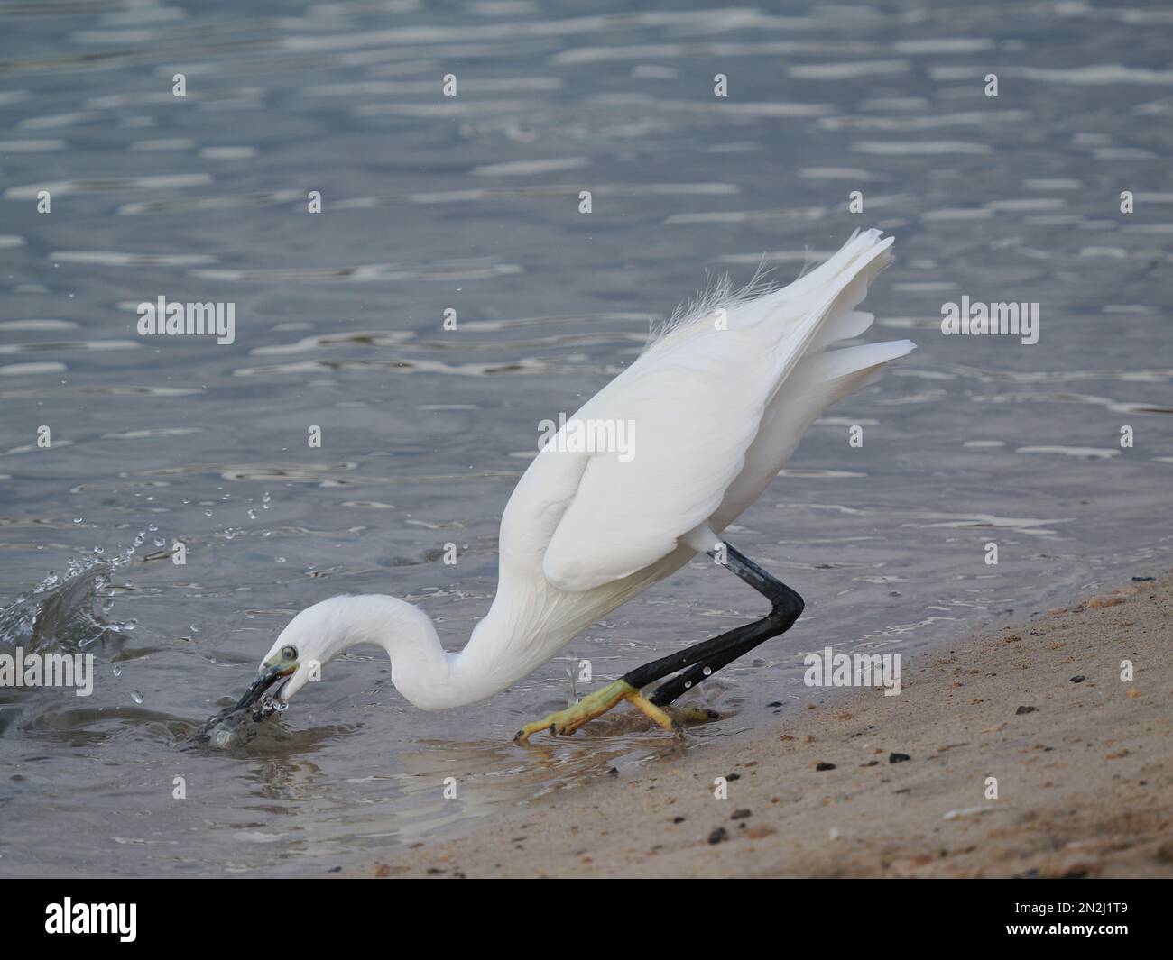 Questa egretta aveva approfittato degli esseri umani che nutrono i pesci in un lido. L'uccello che alimenta nelle shallows molto con successo. Foto Stock