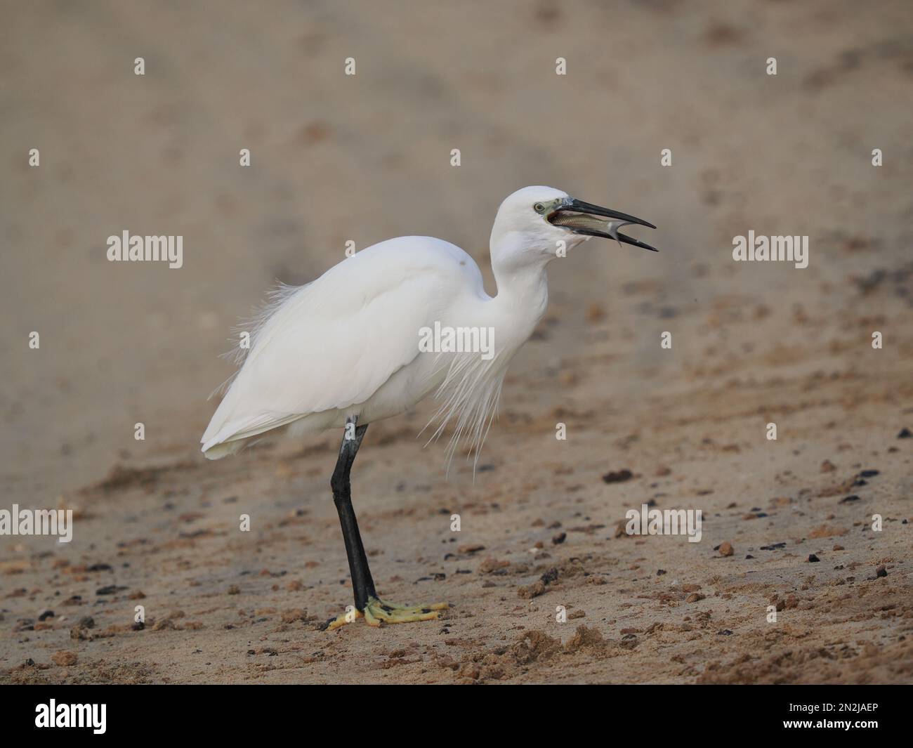 Questa egretta aveva approfittato degli esseri umani che nutrono i pesci in un lido. L'uccello che alimenta nelle shallows molto con successo. Foto Stock