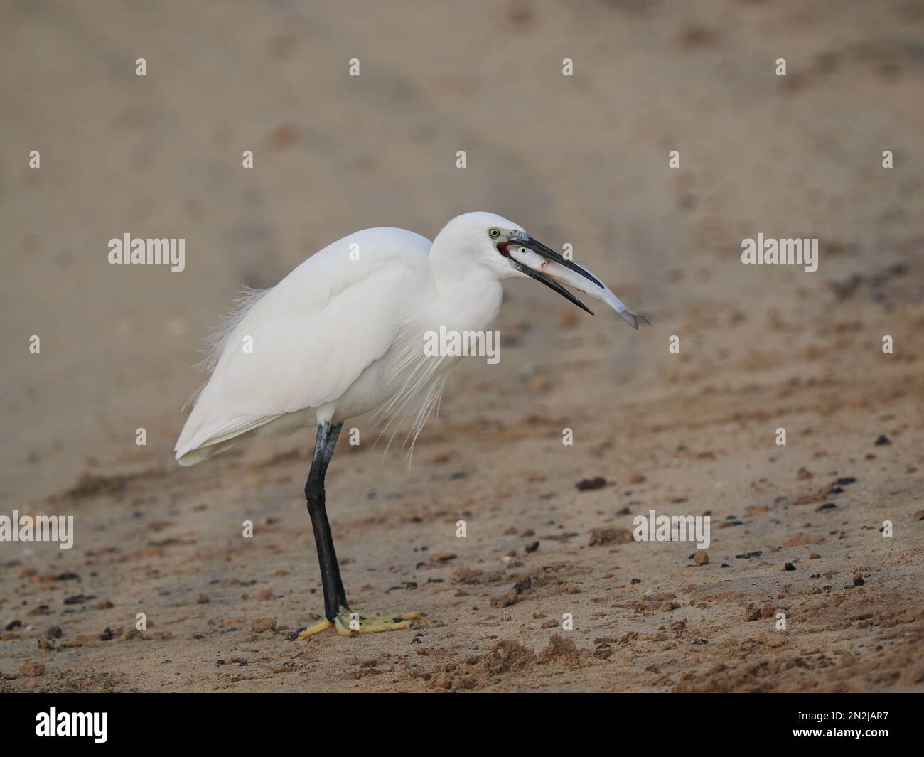 Questa egretta aveva approfittato degli esseri umani che nutrono i pesci in un lido. L'uccello che alimenta nelle shallows molto con successo. Foto Stock