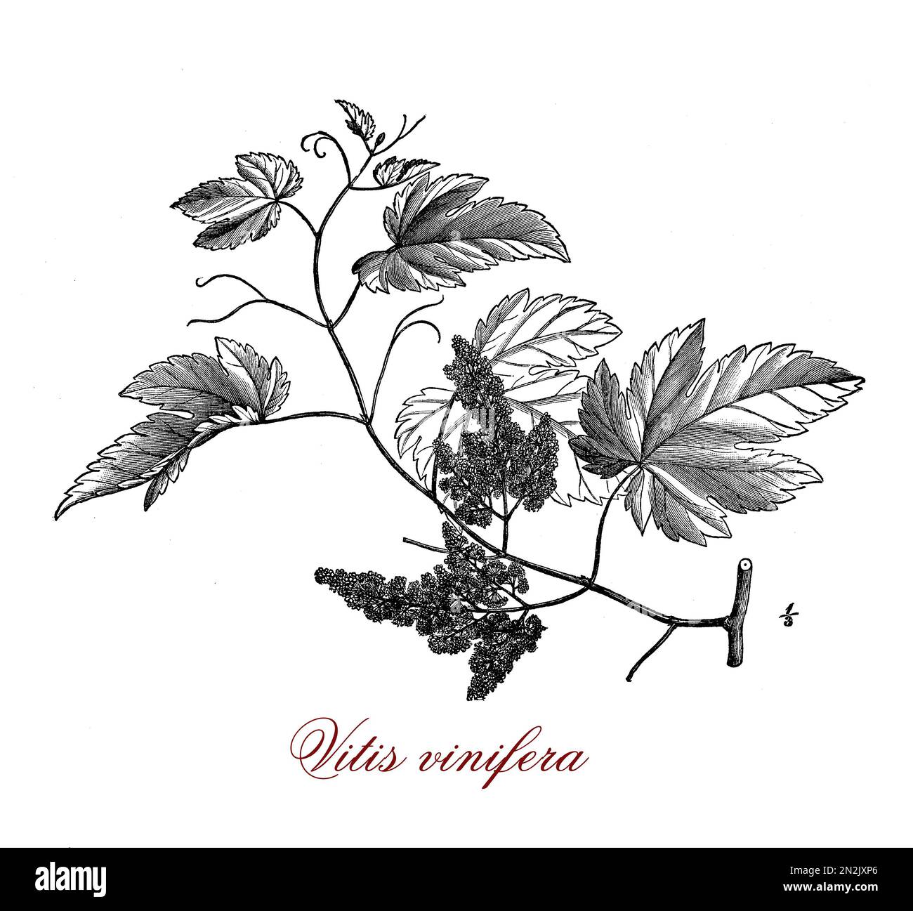 Vitis vinifera o pianta da fiore comune di vitigno, originaria della regione mediterranea coltivata per la produzione di vino e uva da tavola in epoca preistorica Foto Stock