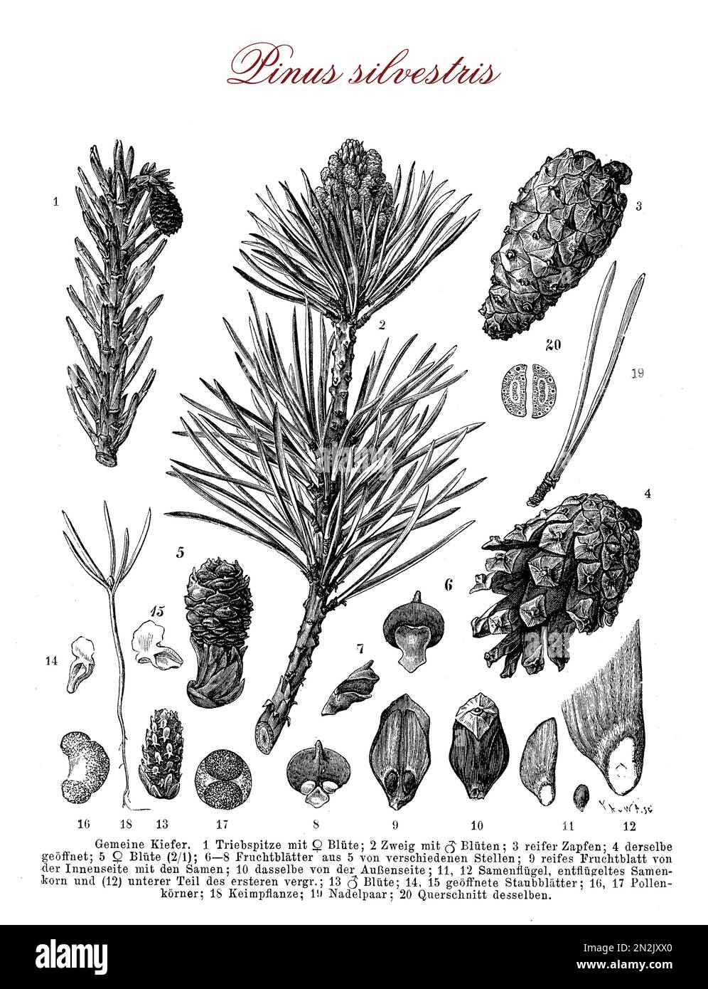 Illustrazione d'epoca del pino scozzese (pinus sylvestris) morfologia botanica sempreverde dell'albero di conifere: Cresce fino a 35mt. In altezza , la sua durata è normalmente 150–300 anni , le foglie sono aghi verde-blu, i frutti sono coni giallo-bruni.descrizioni in tedesco. Foto Stock