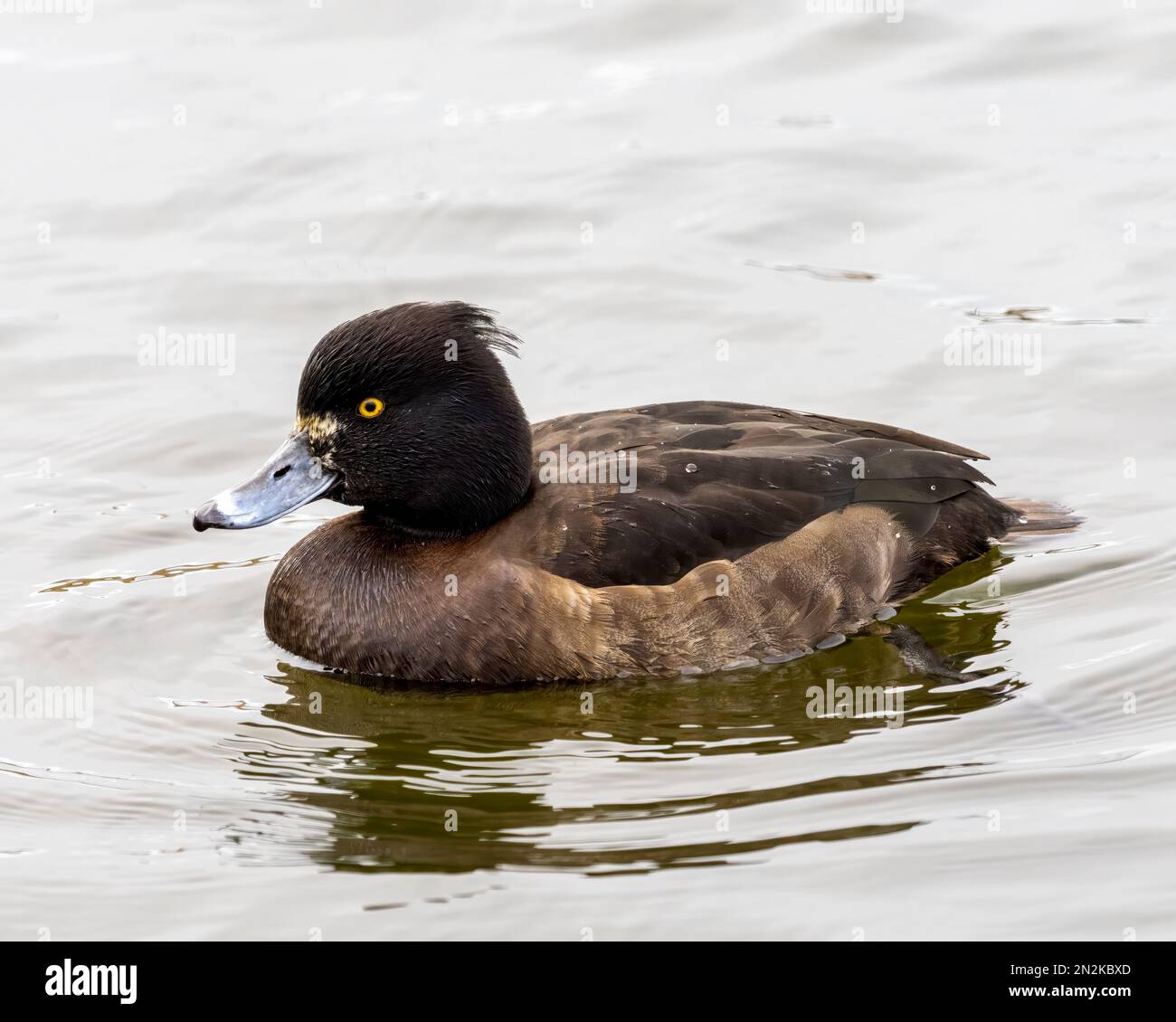 Una femmina solitaria Tufted Duck (Aythya fuligula), conosciuta anche come Tufted Pochard, su un lago di Fleetwood, Lancashire, Regno Unito Foto Stock
