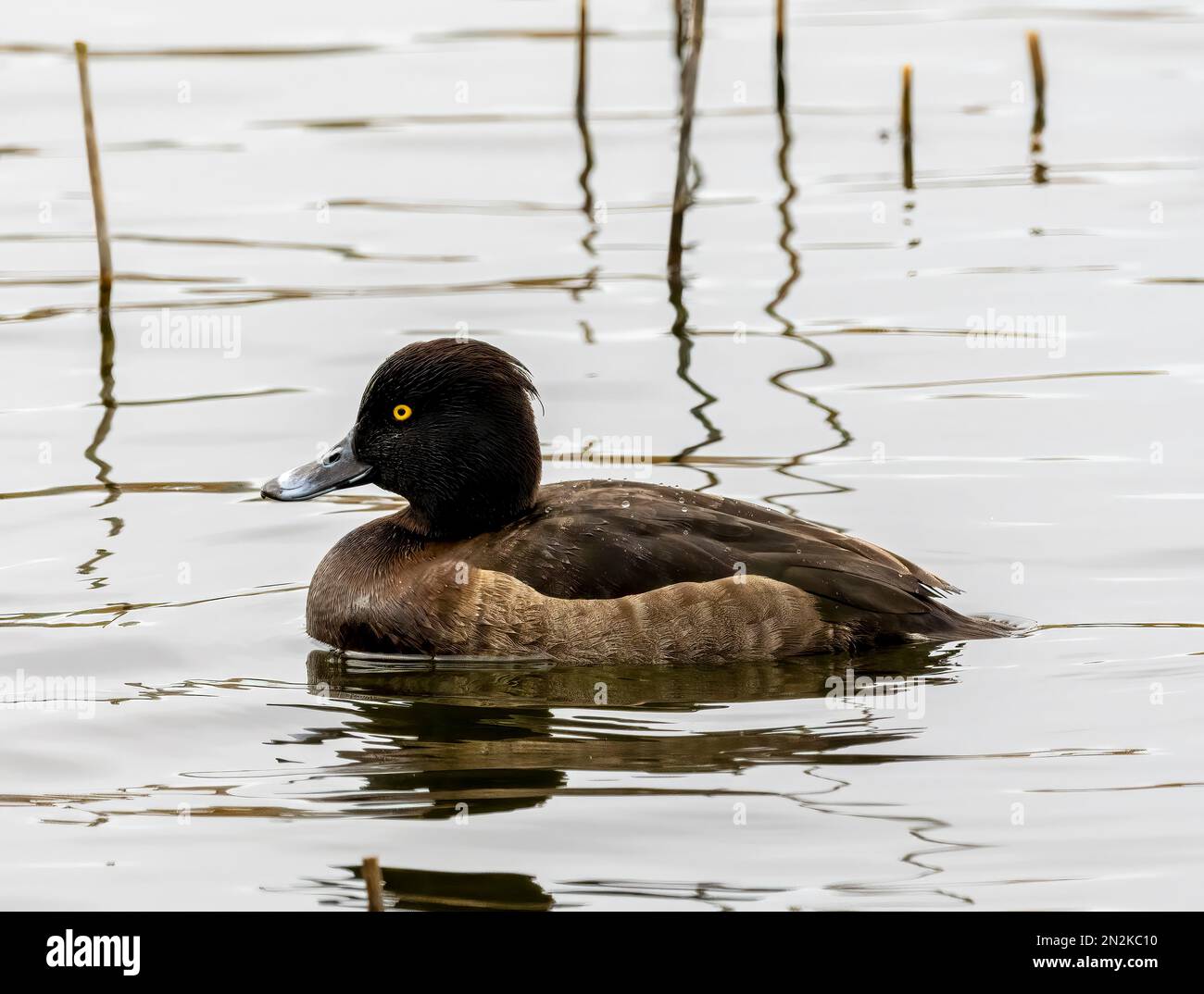 Una femmina solitaria Tufted Duck (Aythya fuligula), conosciuta anche come Tufted Pochard, su un lago di Fleetwood, Lancashire, Regno Unito Foto Stock