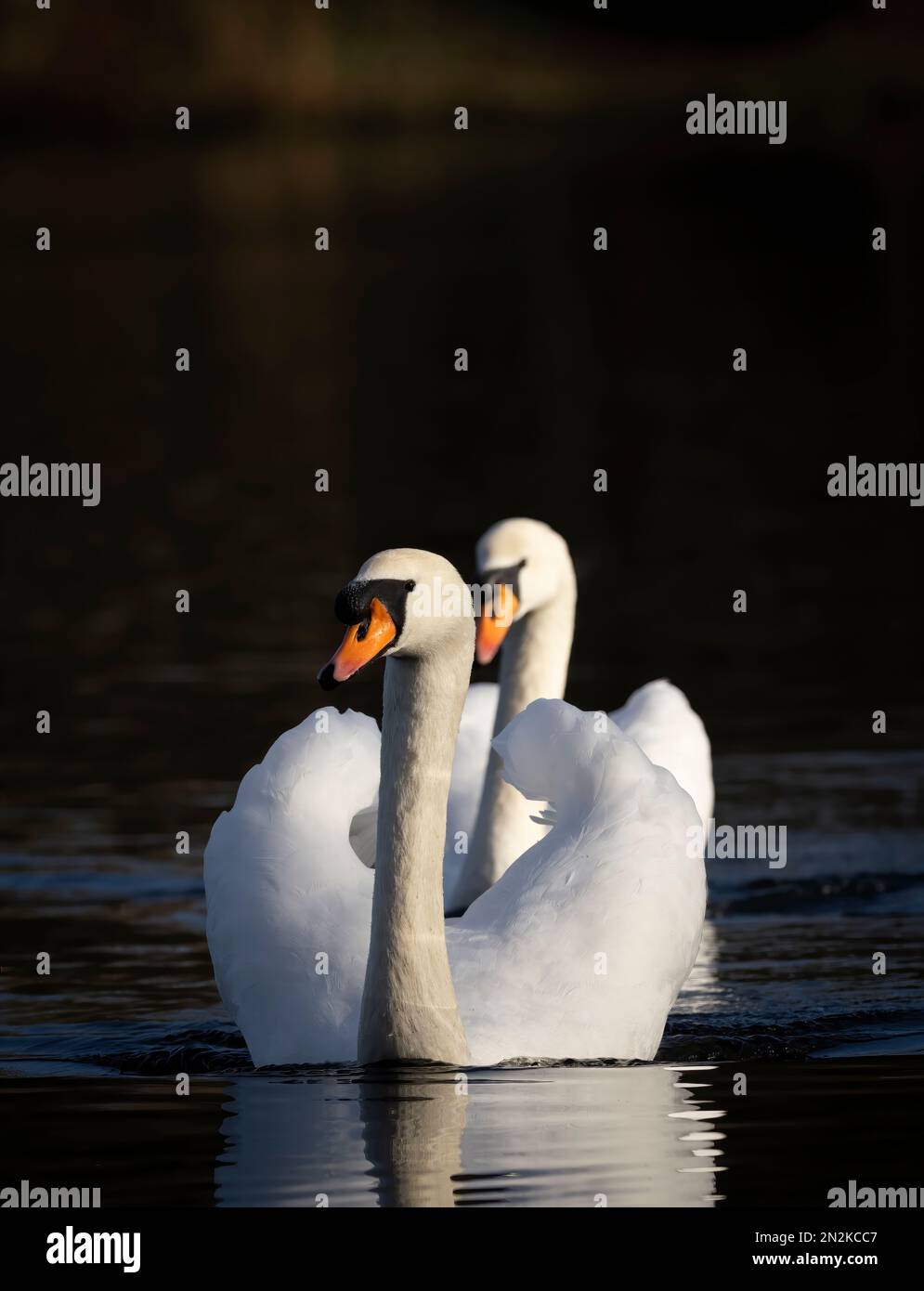 Un paio di cigni muto adulti, (Cygnus olor), nuoto con grazia su un lago a Blackpool Lancashire, Regno Unito Foto Stock