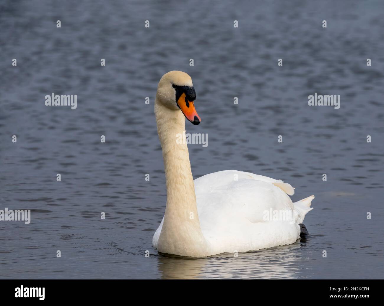 Un singolo adulto Mute Swan, (Cygnus olor), nuoto con grazia su un lago a Fleetwood, Lancashire, Regno Unito Foto Stock