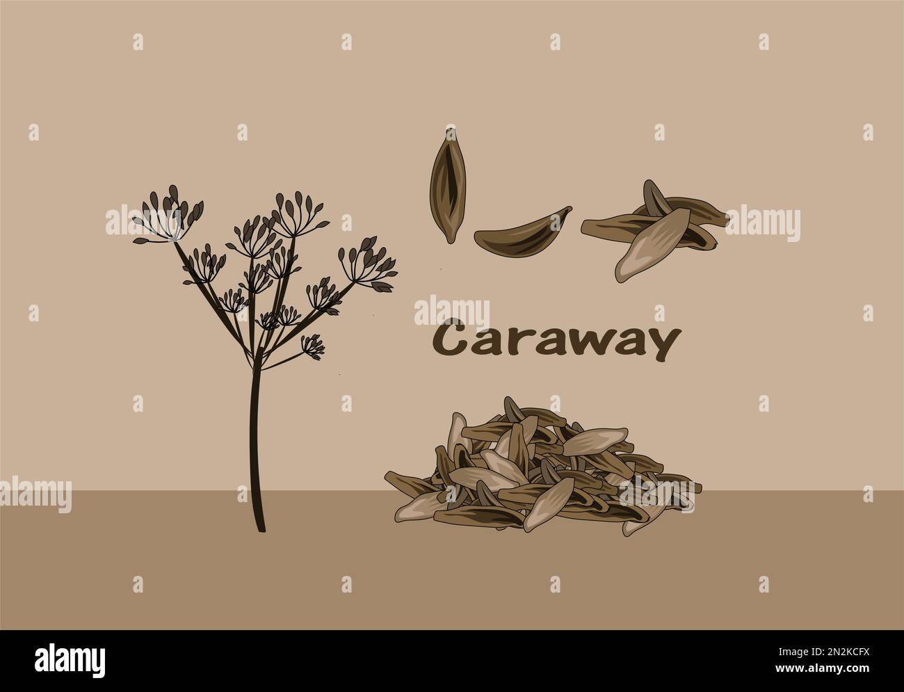Illustrazione del vettore delle spezie indiano e pakistano del caraway Illustrazione Vettoriale
